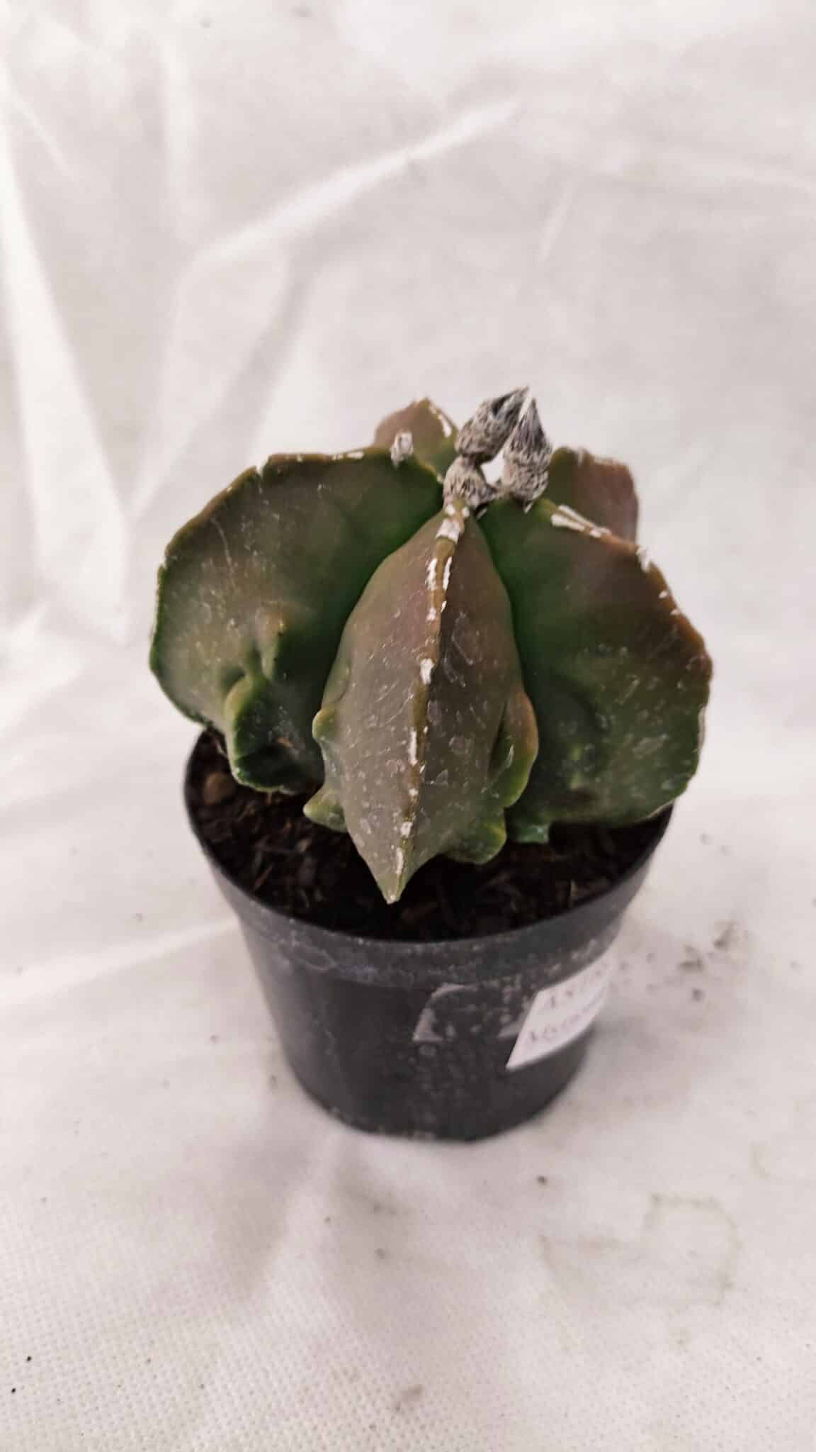 ASTROPHYTUM MYRIOSTIGMA "FUKURYU"  Nº 1021 – vaso 09 - foto 5