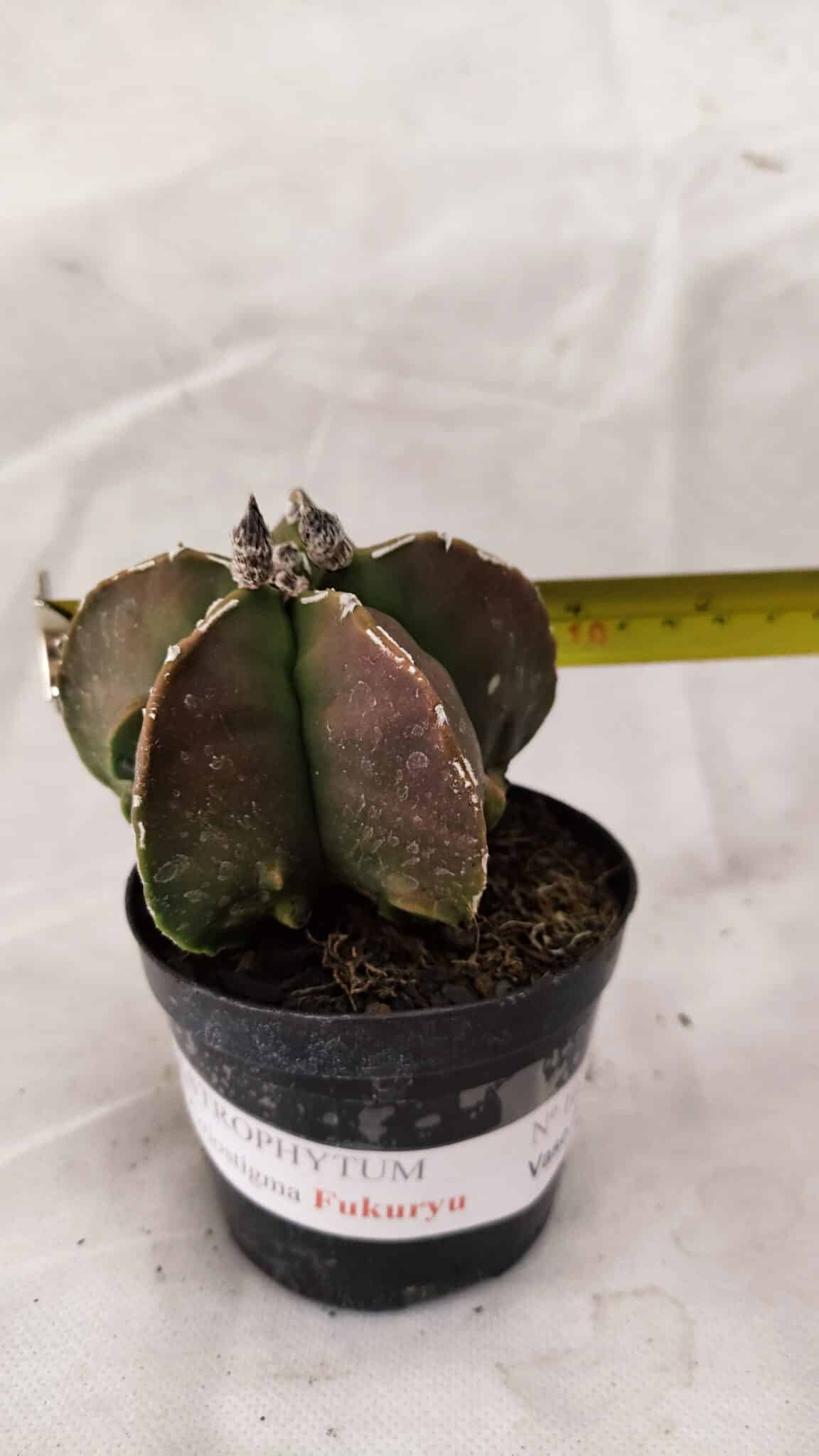 ASTROPHYTUM MYRIOSTIGMA "FUKURYU"  Nº 1021 – vaso 09 - foto 4