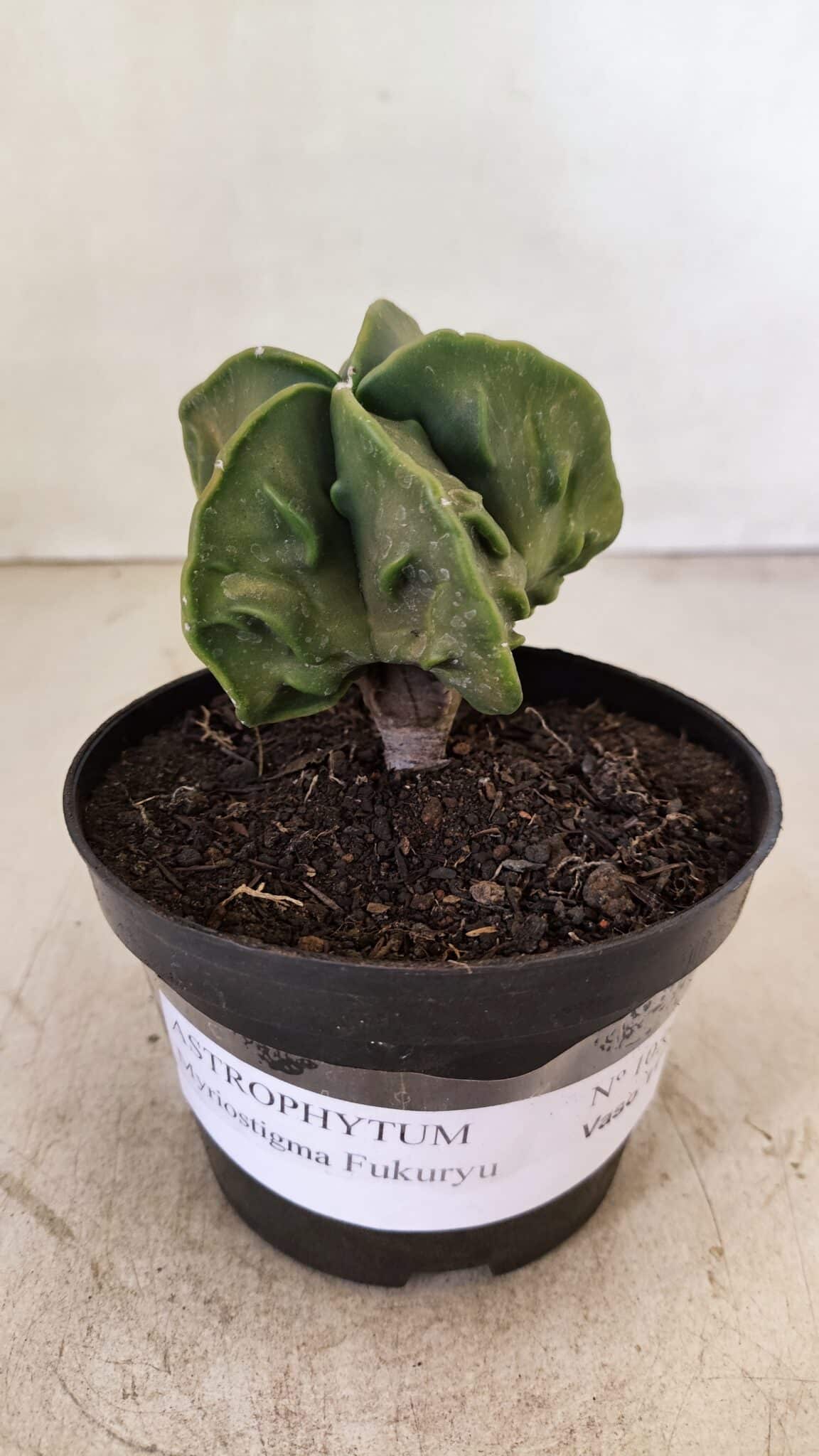 ASTROPHYTUM MYRIOSTIGMA "Fukuryu"  Nº 1059 – vaso 11 - foto 2