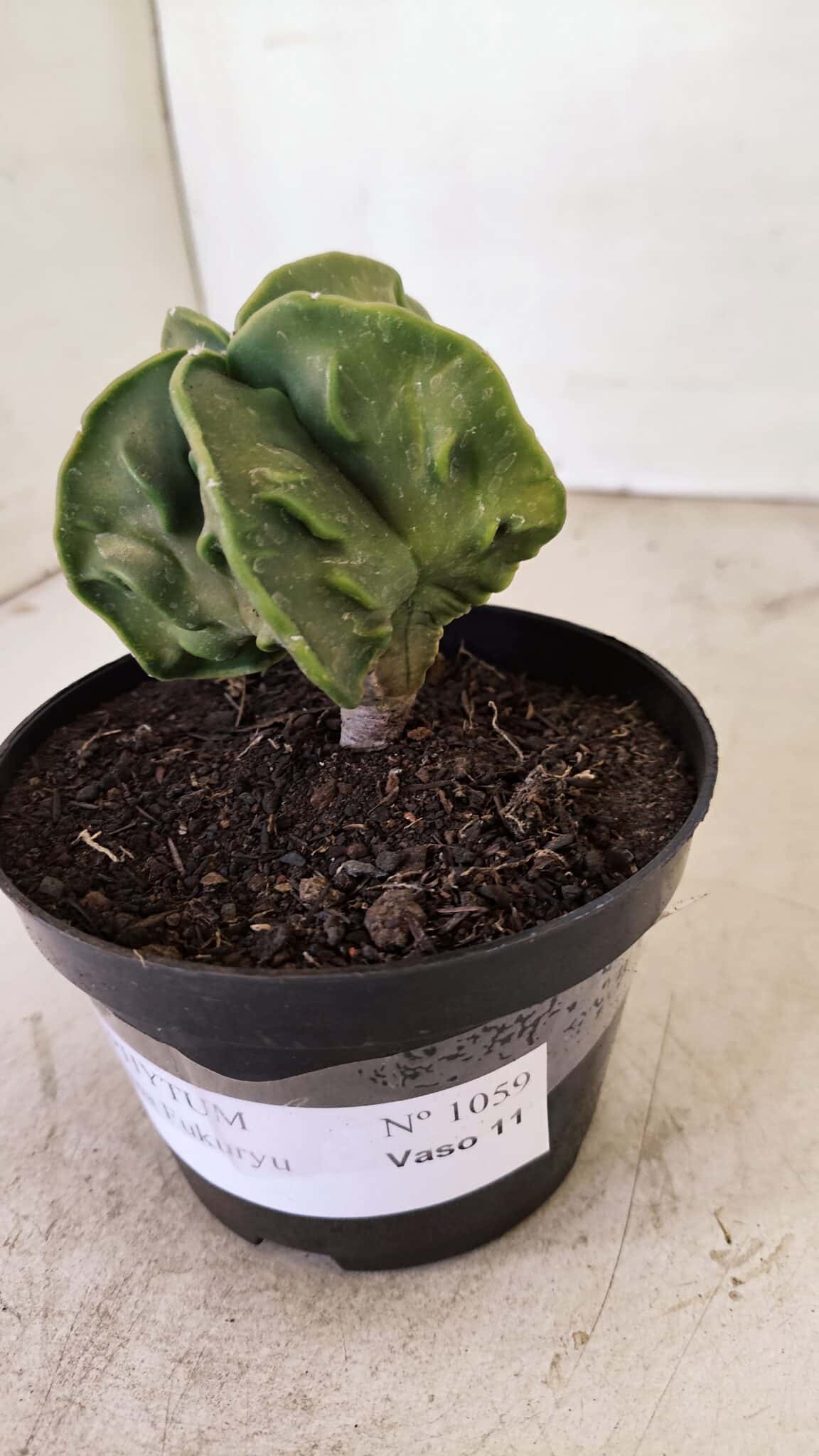 ASTROPHYTUM MYRIOSTIGMA "Fukuryu"  Nº 1059 – vaso 11 - foto 8