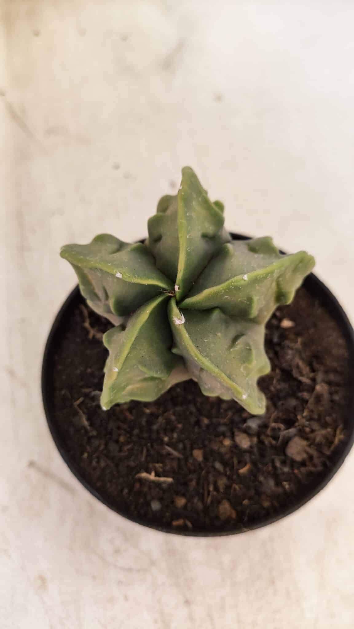 ASTROPHYTUM MYRIOSTIGMA "Fukuryu"  Nº 1059 – vaso 11 - foto 3