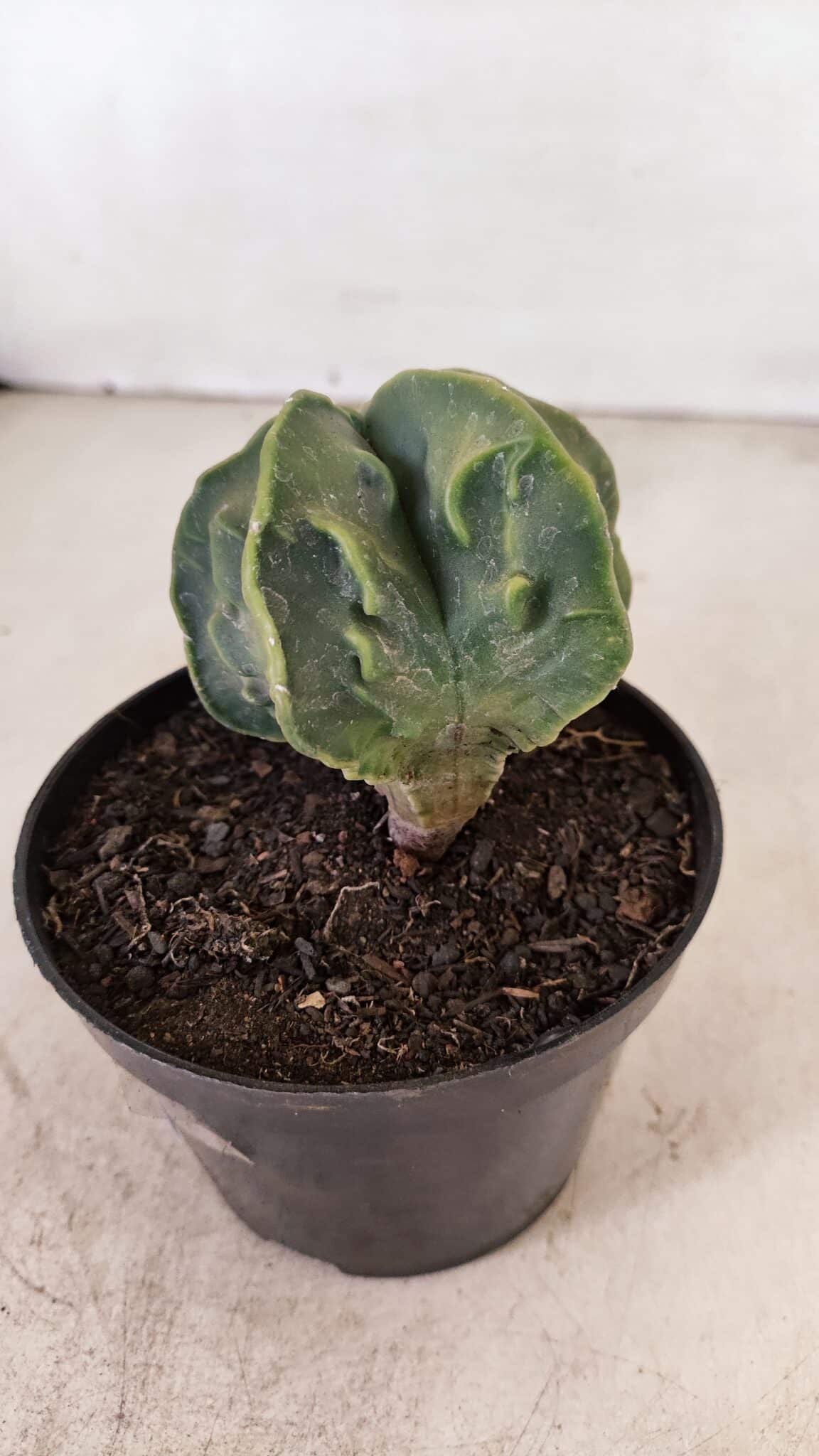 ASTROPHYTUM MYRIOSTIGMA "Fukuryu"  Nº 1059 – vaso 11 - foto 7
