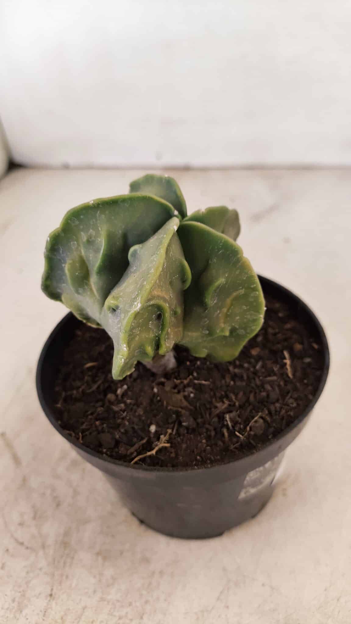 ASTROPHYTUM MYRIOSTIGMA "Fukuryu"  Nº 1059 – vaso 11 - foto 6