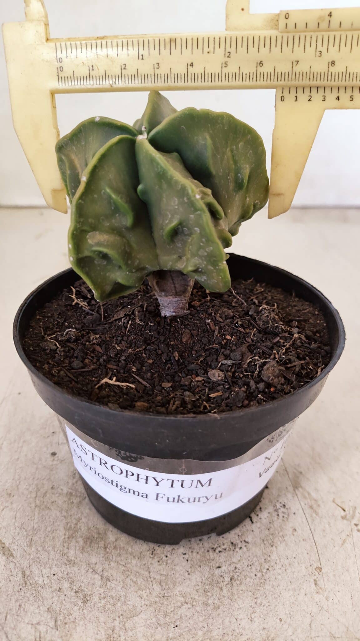 ASTROPHYTUM MYRIOSTIGMA "Fukuryu"  Nº 1059 – vaso 11 - foto 4