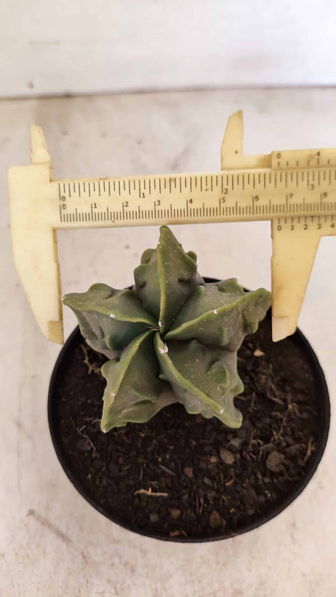 ASTROPHYTUM MYRIOSTIGMA "Fukuryu"  Nº 1059 – vaso 11 - foto 5