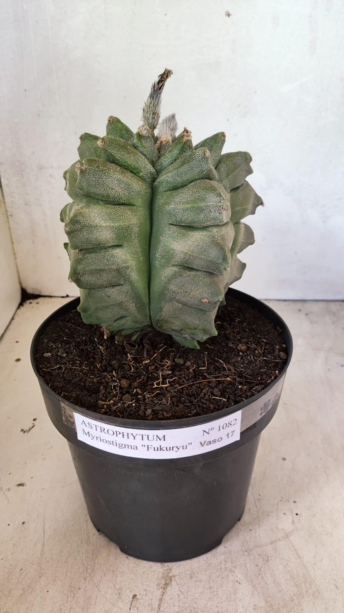MATRIZ ASTROPHYTUM Myriostigma FUKURYU Nº 1082 – vaso 17 - foto 2