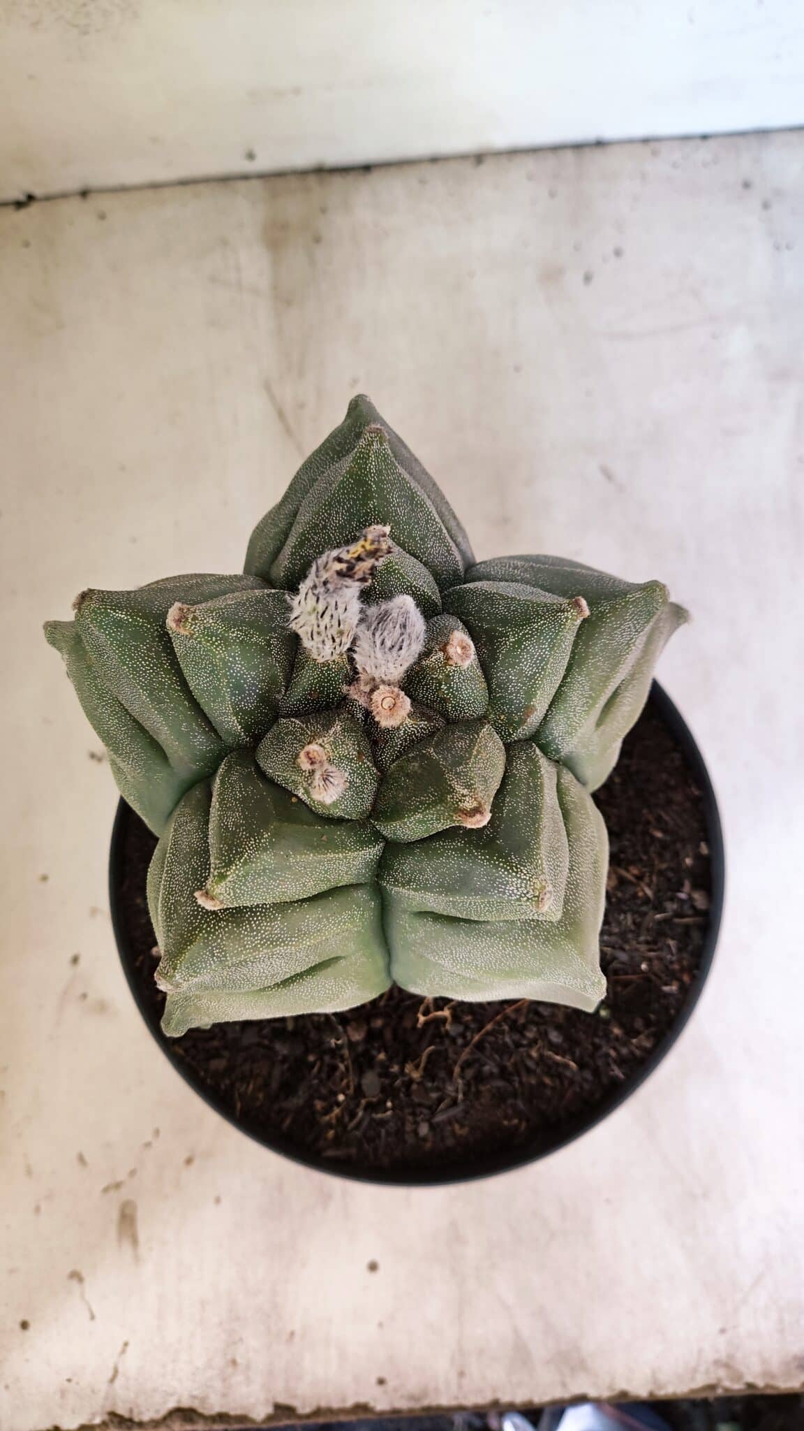 MATRIZ ASTROPHYTUM Myriostigma FUKURYU Nº 1082 – vaso 17 - foto 3