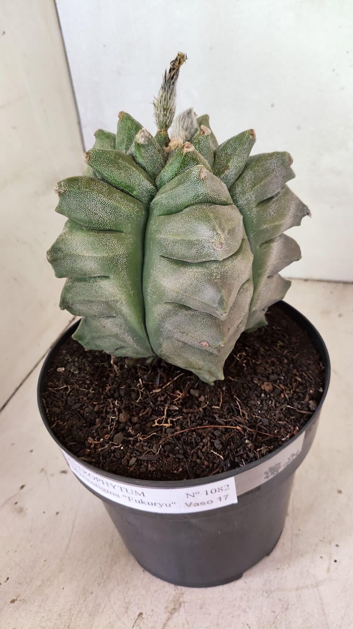 MATRIZ ASTROPHYTUM Myriostigma FUKURYU Nº 1082 – vaso 17 - foto 10
