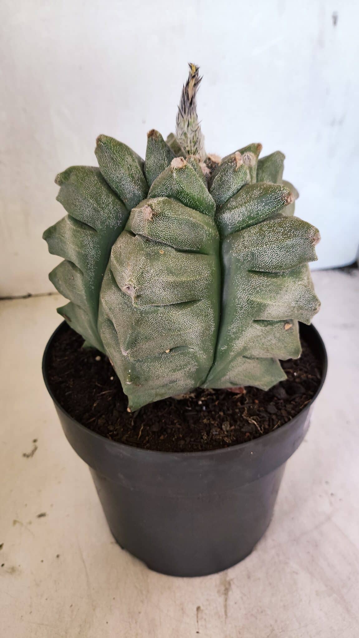 MATRIZ ASTROPHYTUM Myriostigma FUKURYU Nº 1082 – vaso 17 - foto 9