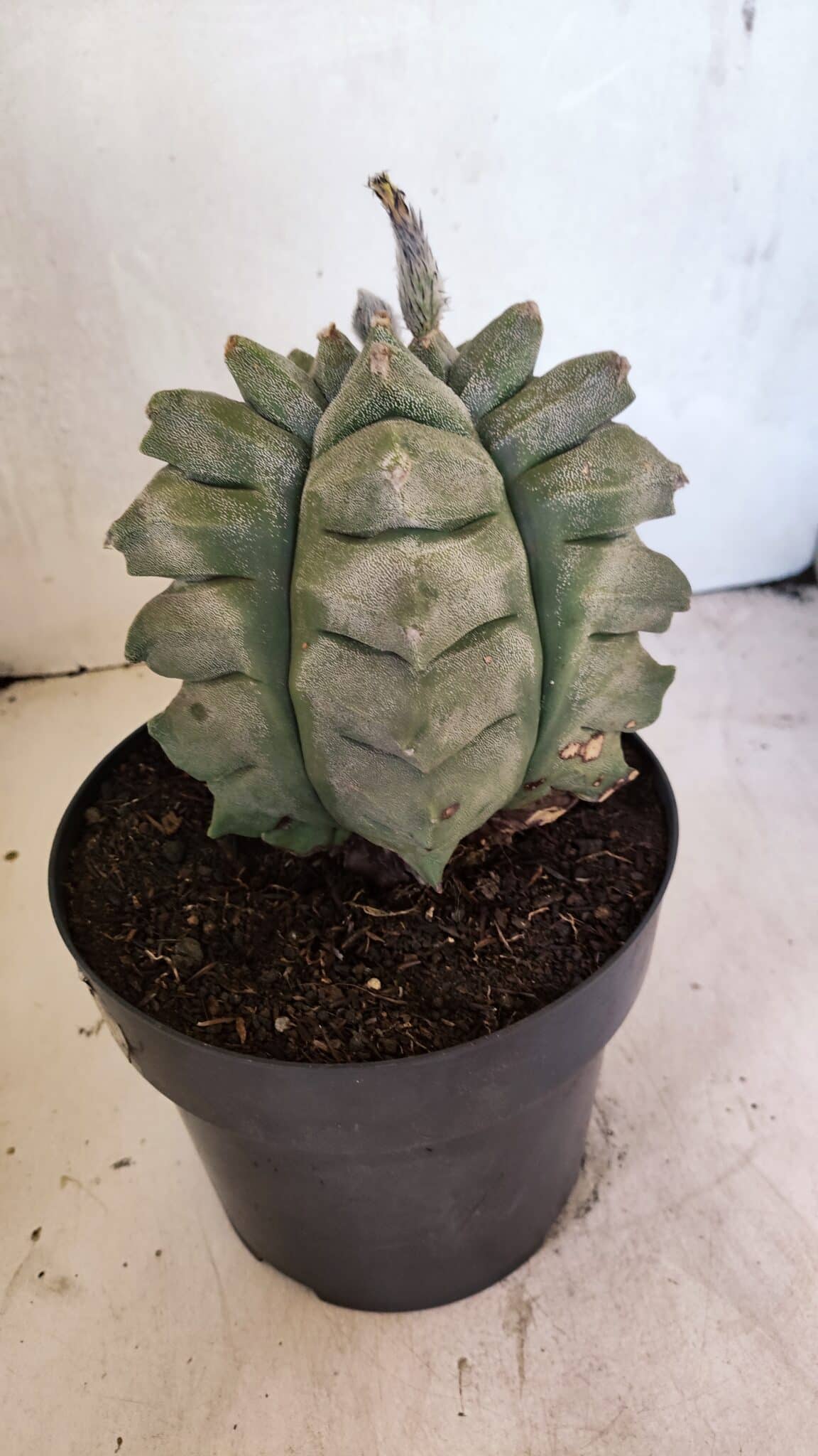 MATRIZ ASTROPHYTUM Myriostigma FUKURYU Nº 1082 – vaso 17 - foto 8