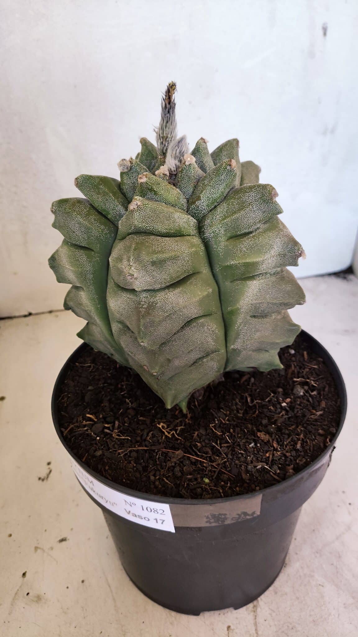 MATRIZ ASTROPHYTUM Myriostigma FUKURYU Nº 1082 – vaso 17 - foto 7