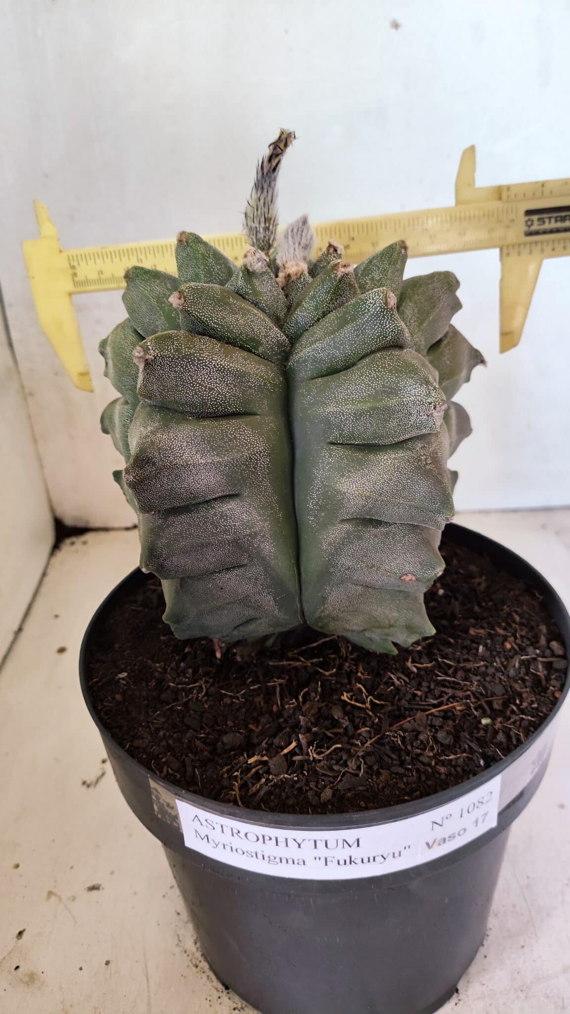 MATRIZ ASTROPHYTUM Myriostigma FUKURYU Nº 1082 – vaso 17 - foto 4