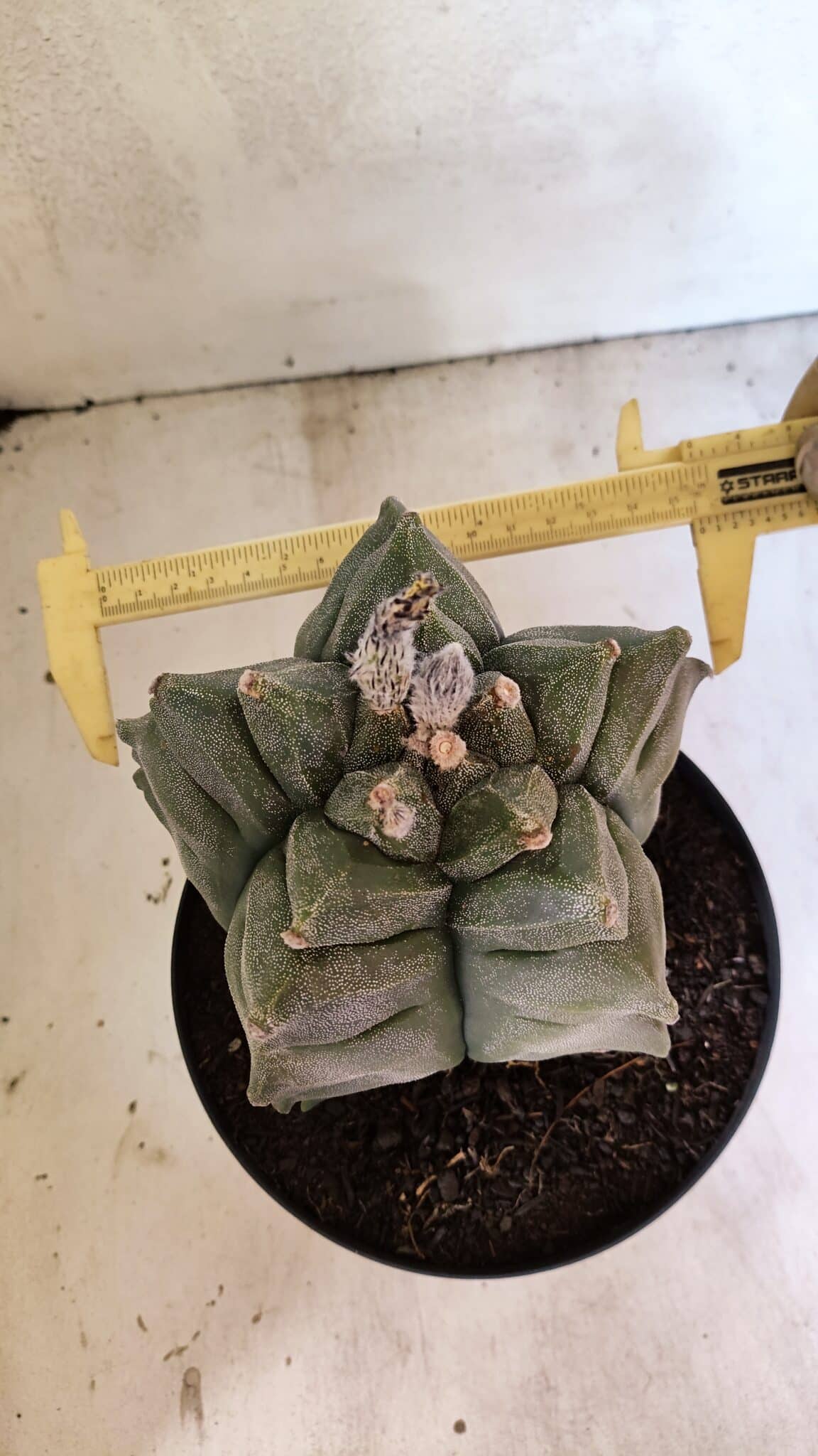 MATRIZ ASTROPHYTUM Myriostigma FUKURYU Nº 1082 – vaso 17 - foto 6