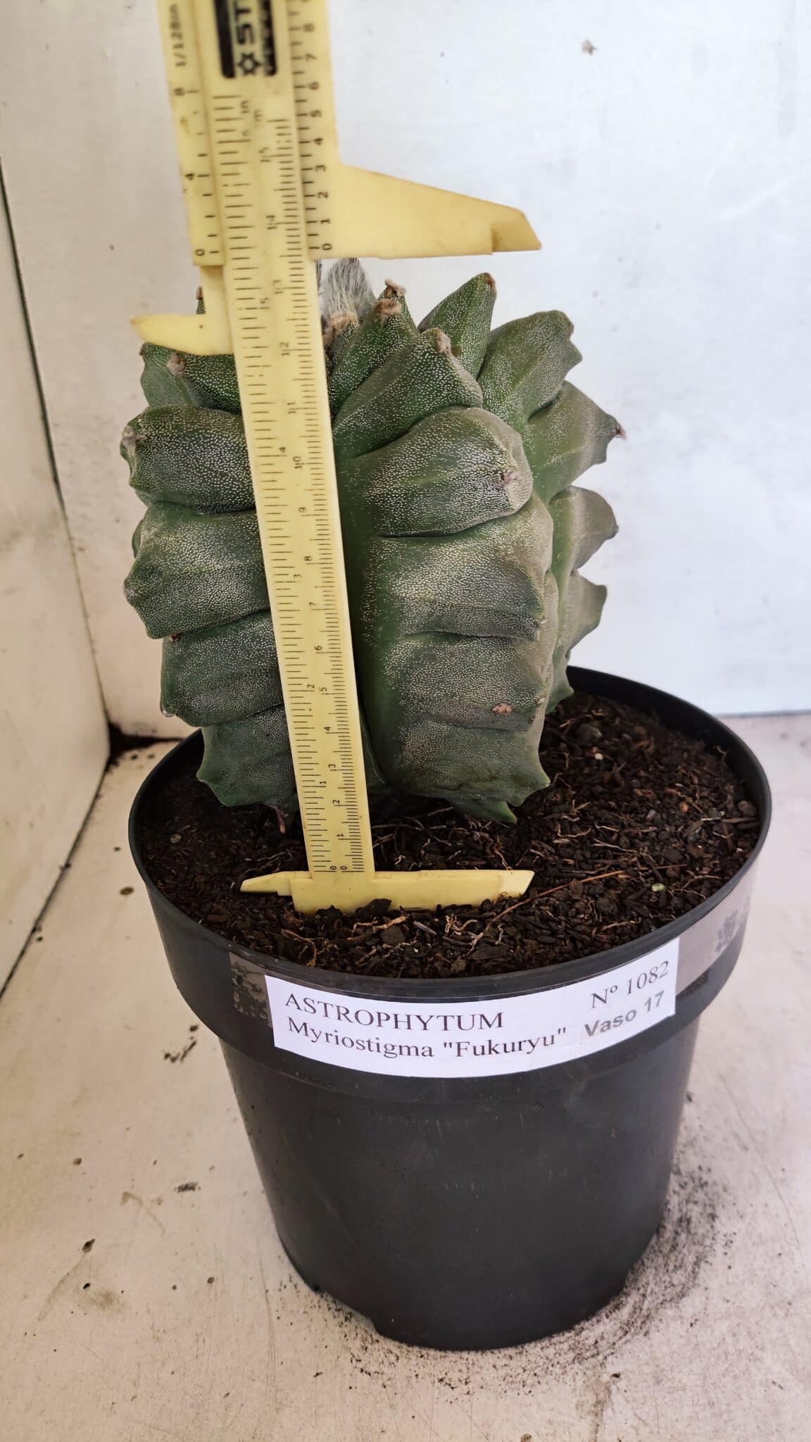 MATRIZ ASTROPHYTUM Myriostigma FUKURYU Nº 1082 – vaso 17 - foto 5