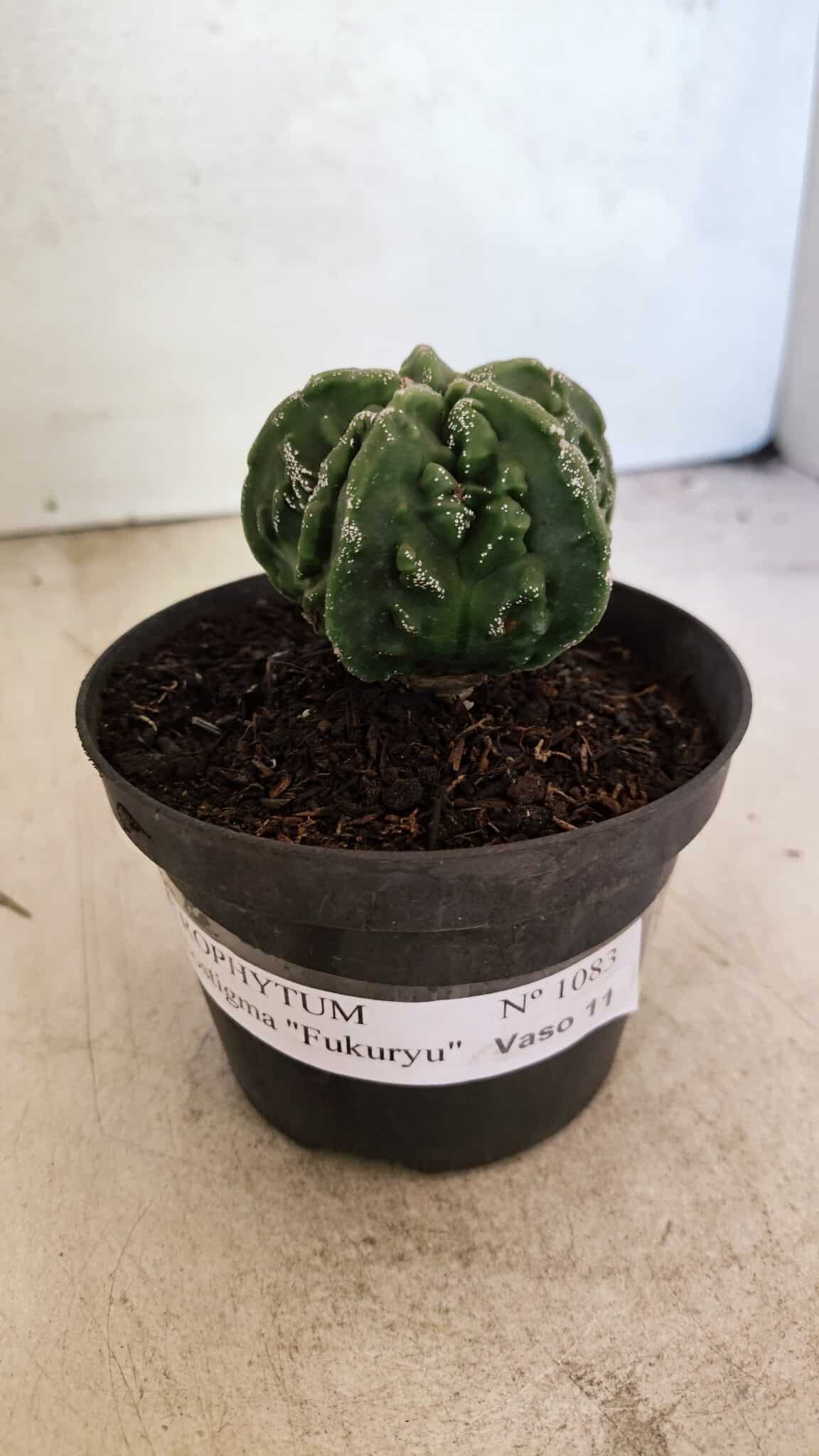 MATRIZ ASTROPHYTUM Myriostigma FUKURYU Nº 1083 – vaso 11 - foto 2