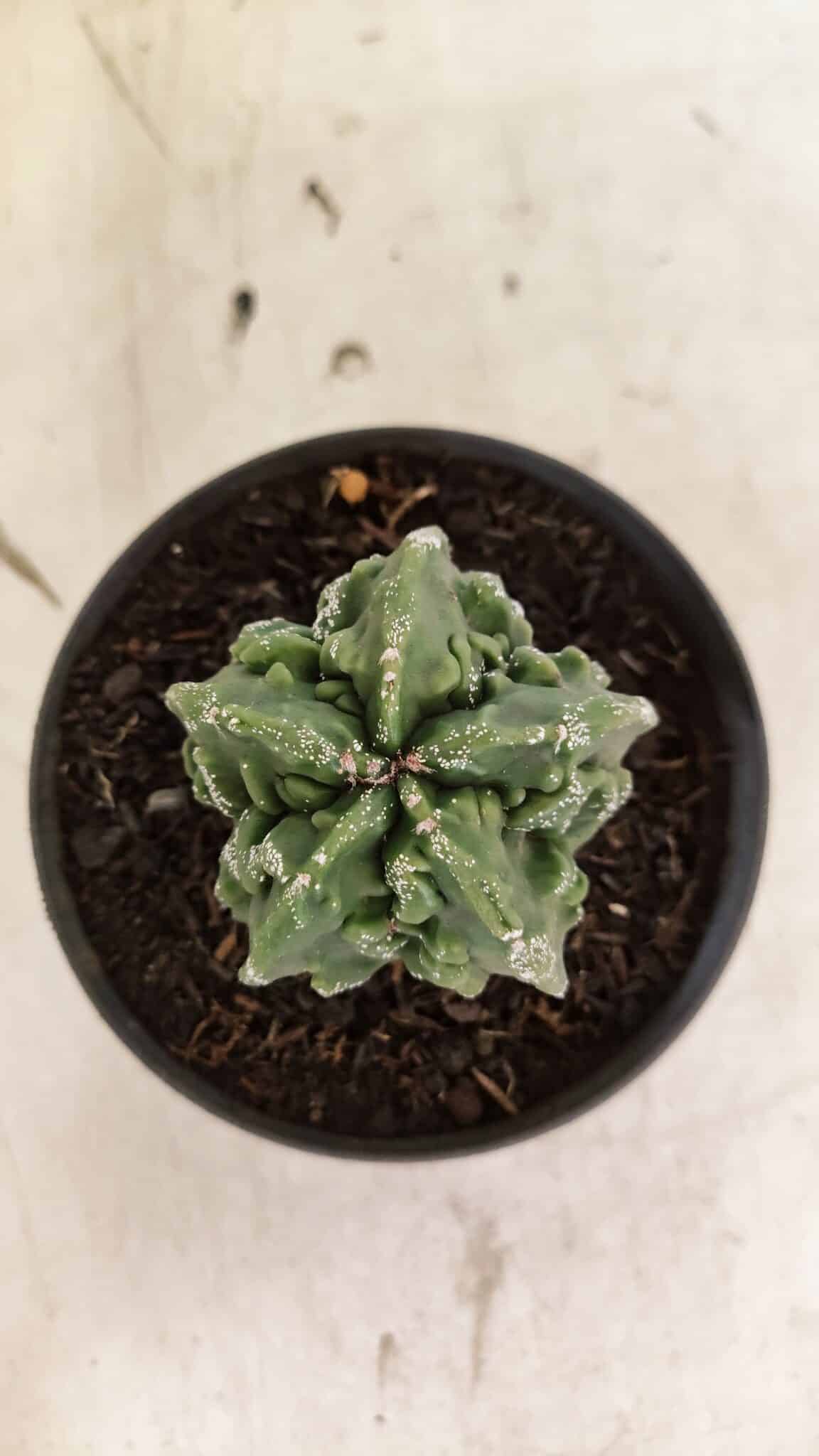 MATRIZ ASTROPHYTUM Myriostigma FUKURYU Nº 1083 – vaso 11 - foto 3