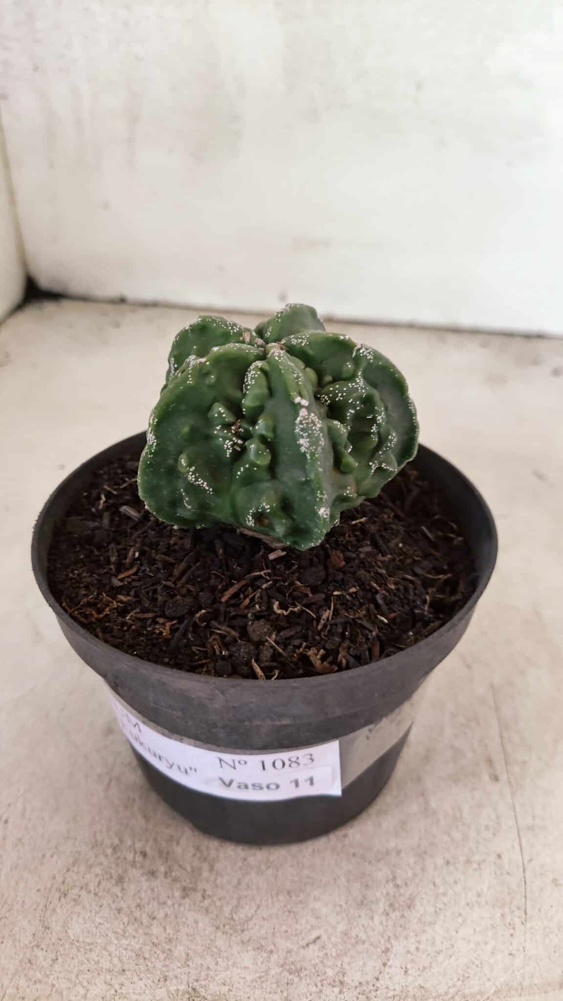 MATRIZ ASTROPHYTUM Myriostigma FUKURYU Nº 1083 – vaso 11 - foto 9