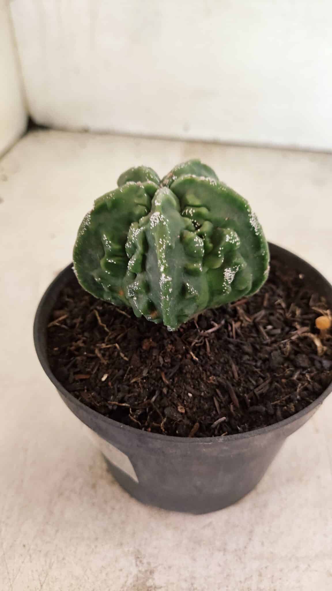 MATRIZ ASTROPHYTUM Myriostigma FUKURYU Nº 1083 – vaso 11 - foto 8