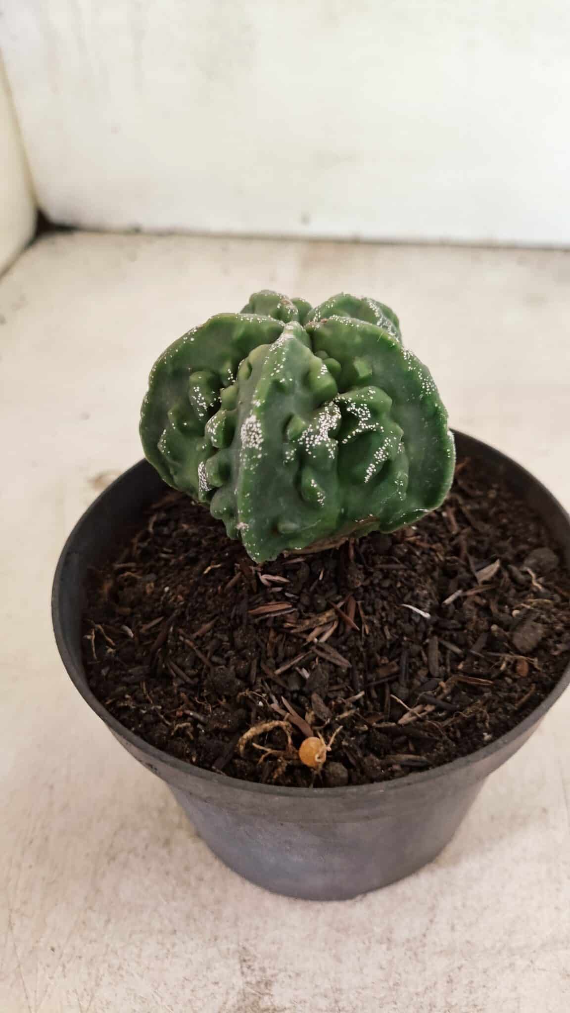 MATRIZ ASTROPHYTUM Myriostigma FUKURYU Nº 1083 – vaso 11 - foto 7