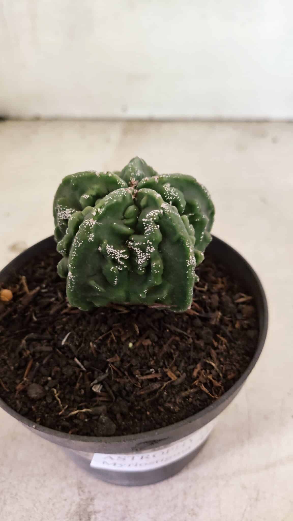 MATRIZ ASTROPHYTUM Myriostigma FUKURYU Nº 1083 – vaso 11 - foto 6