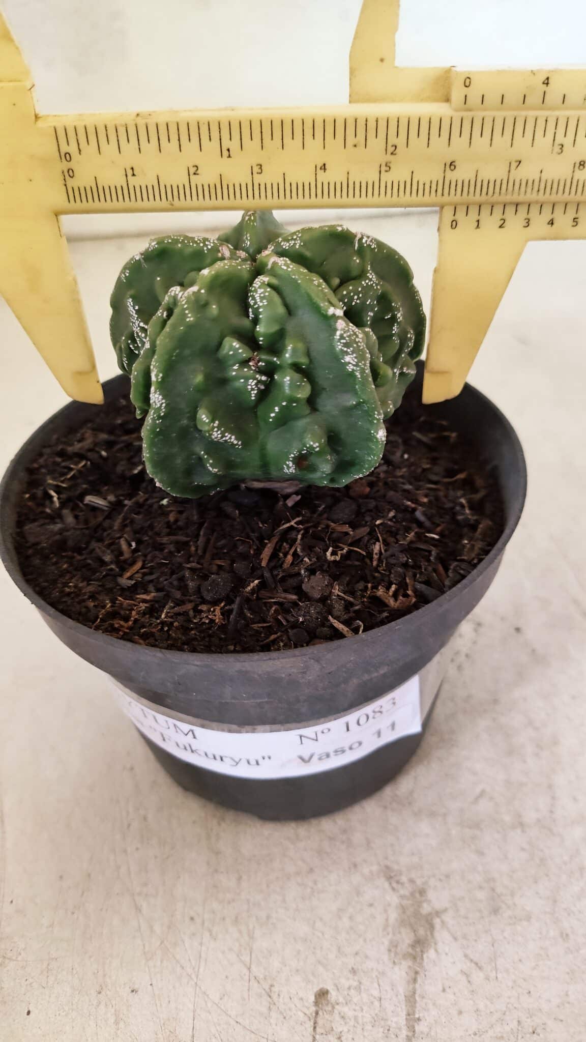 MATRIZ ASTROPHYTUM Myriostigma FUKURYU Nº 1083 – vaso 11 - foto 4