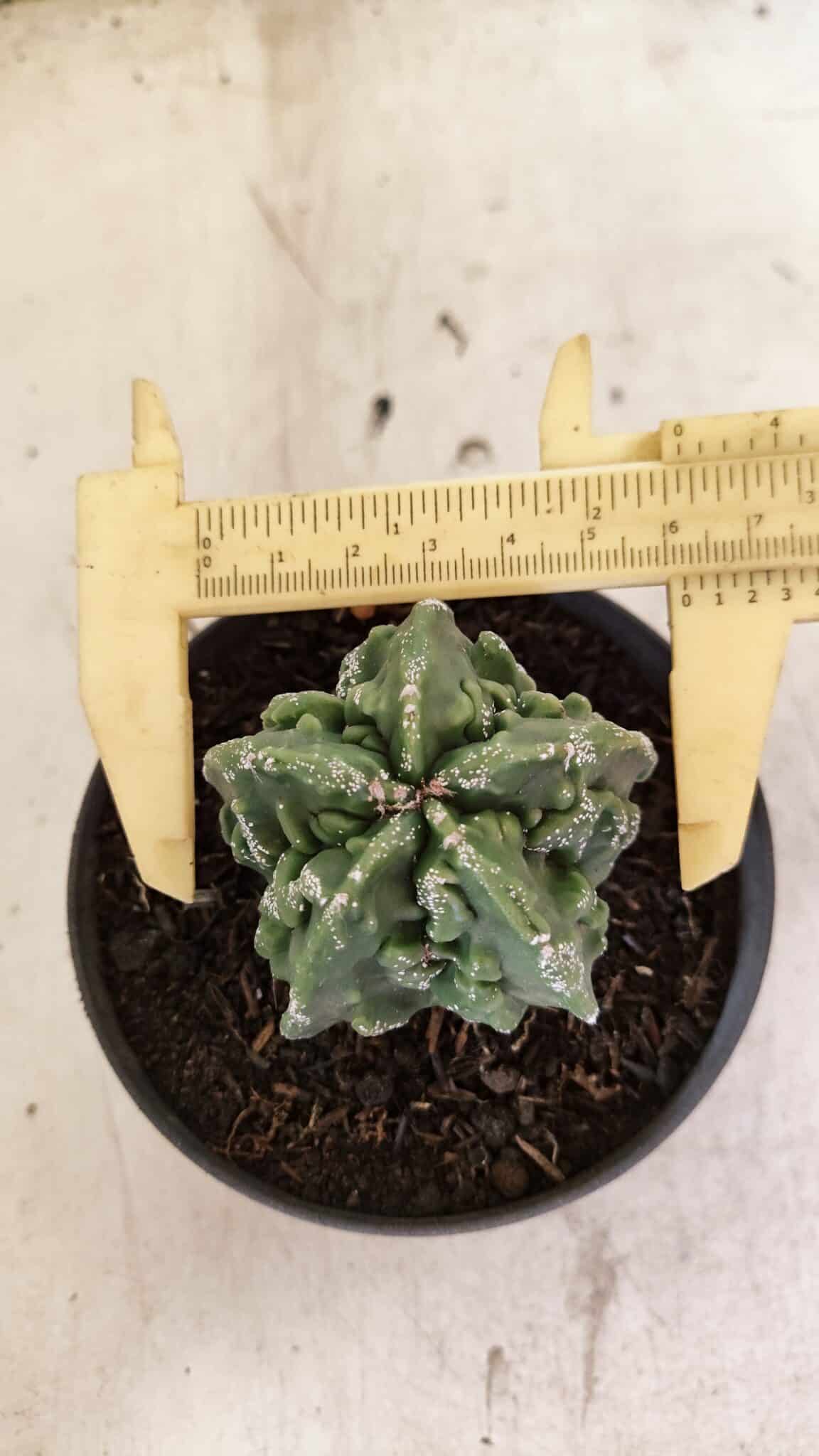 MATRIZ ASTROPHYTUM Myriostigma FUKURYU Nº 1083 – vaso 11 - foto 5