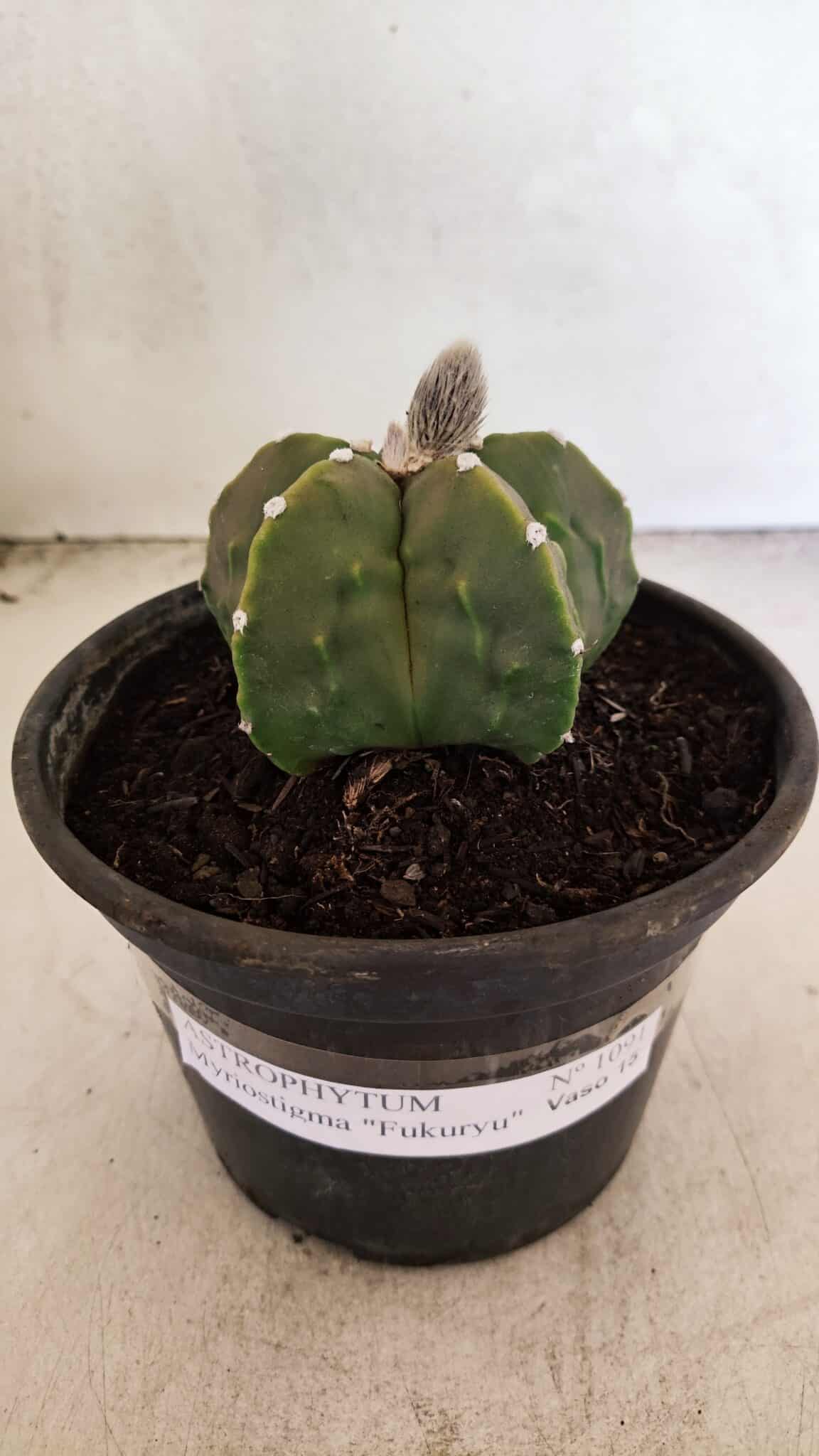 MATRIZ ASTROPHYTUM Myriostigma FUKURYU Nº 1091 – vaso 15 - foto 2