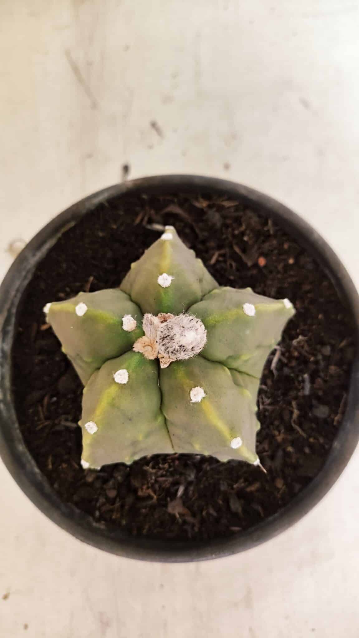 MATRIZ ASTROPHYTUM Myriostigma FUKURYU Nº 1091 – vaso 15 - foto 3