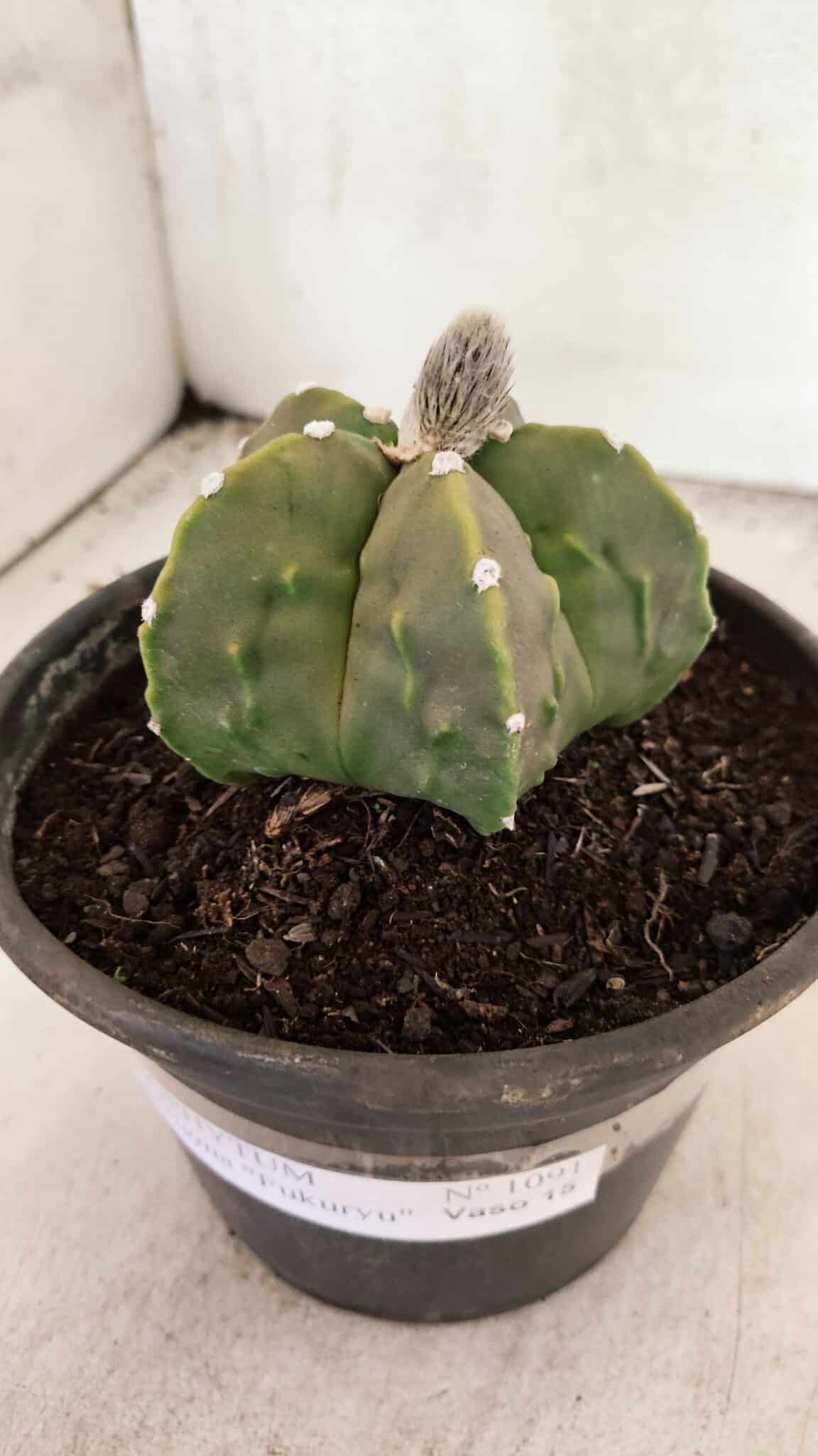 MATRIZ ASTROPHYTUM Myriostigma FUKURYU Nº 1091 – vaso 15 - foto 10