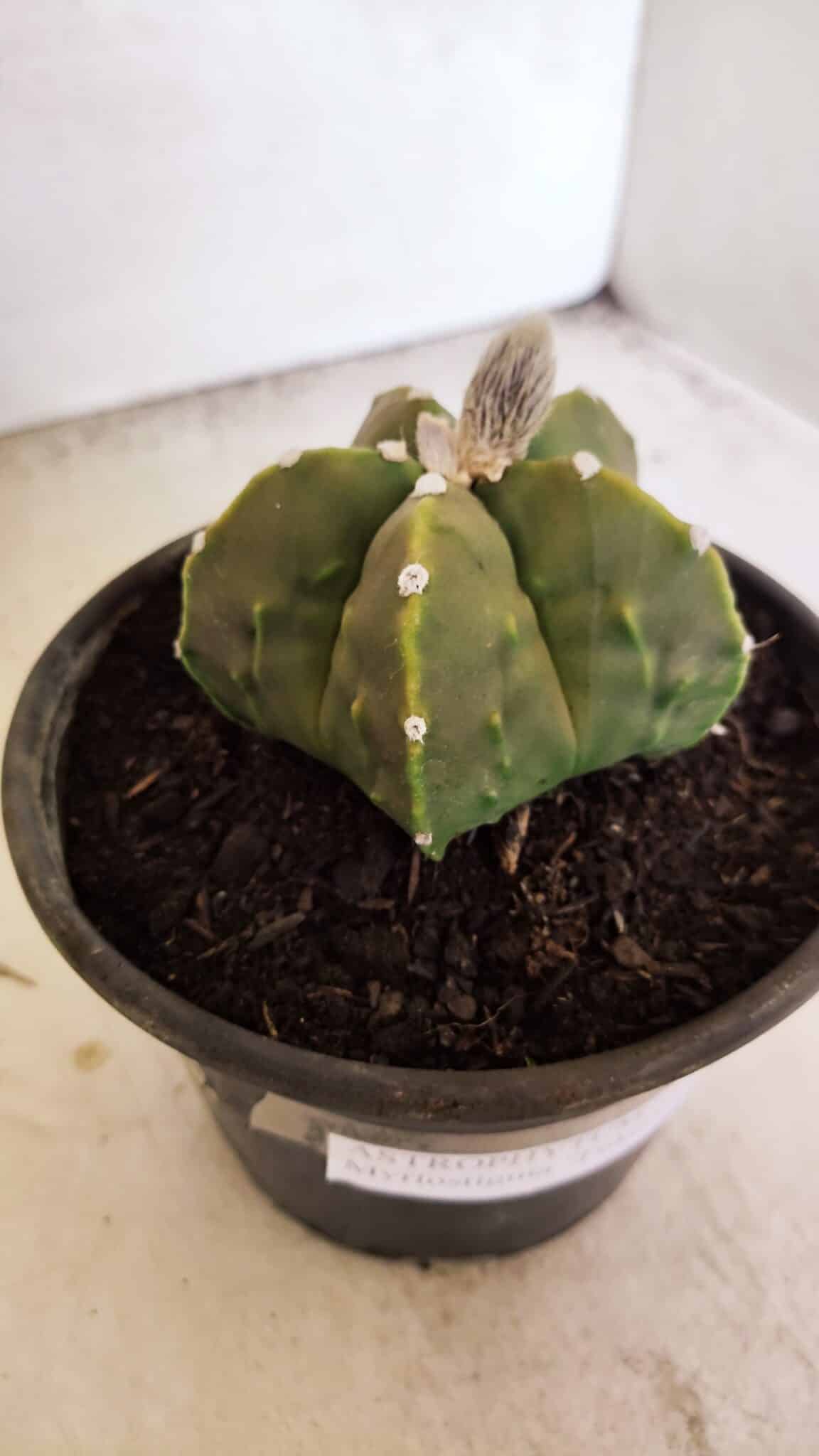 MATRIZ ASTROPHYTUM Myriostigma FUKURYU Nº 1091 – vaso 15 - foto 9
