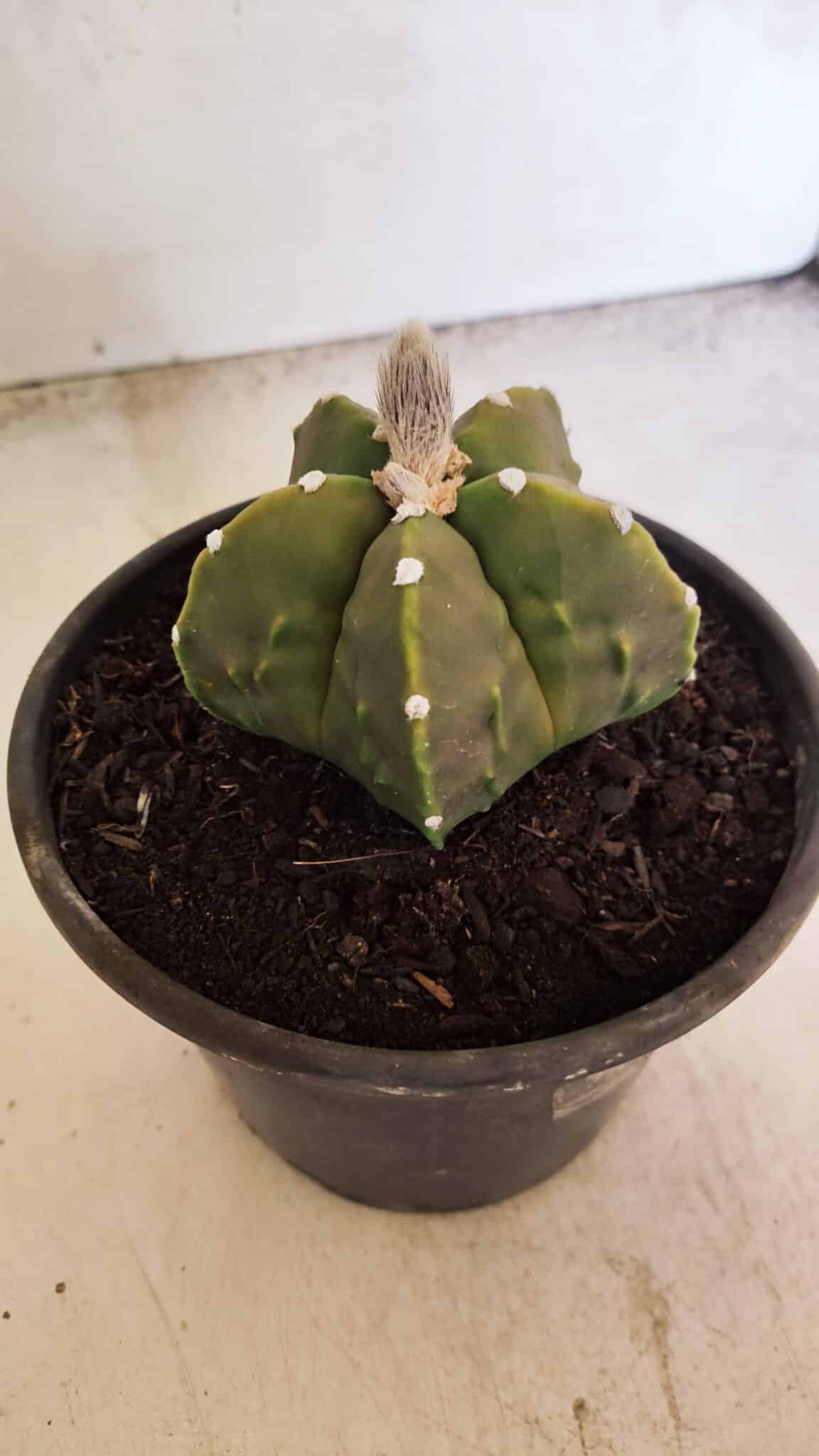 MATRIZ ASTROPHYTUM Myriostigma FUKURYU Nº 1091 – vaso 15 - foto 8