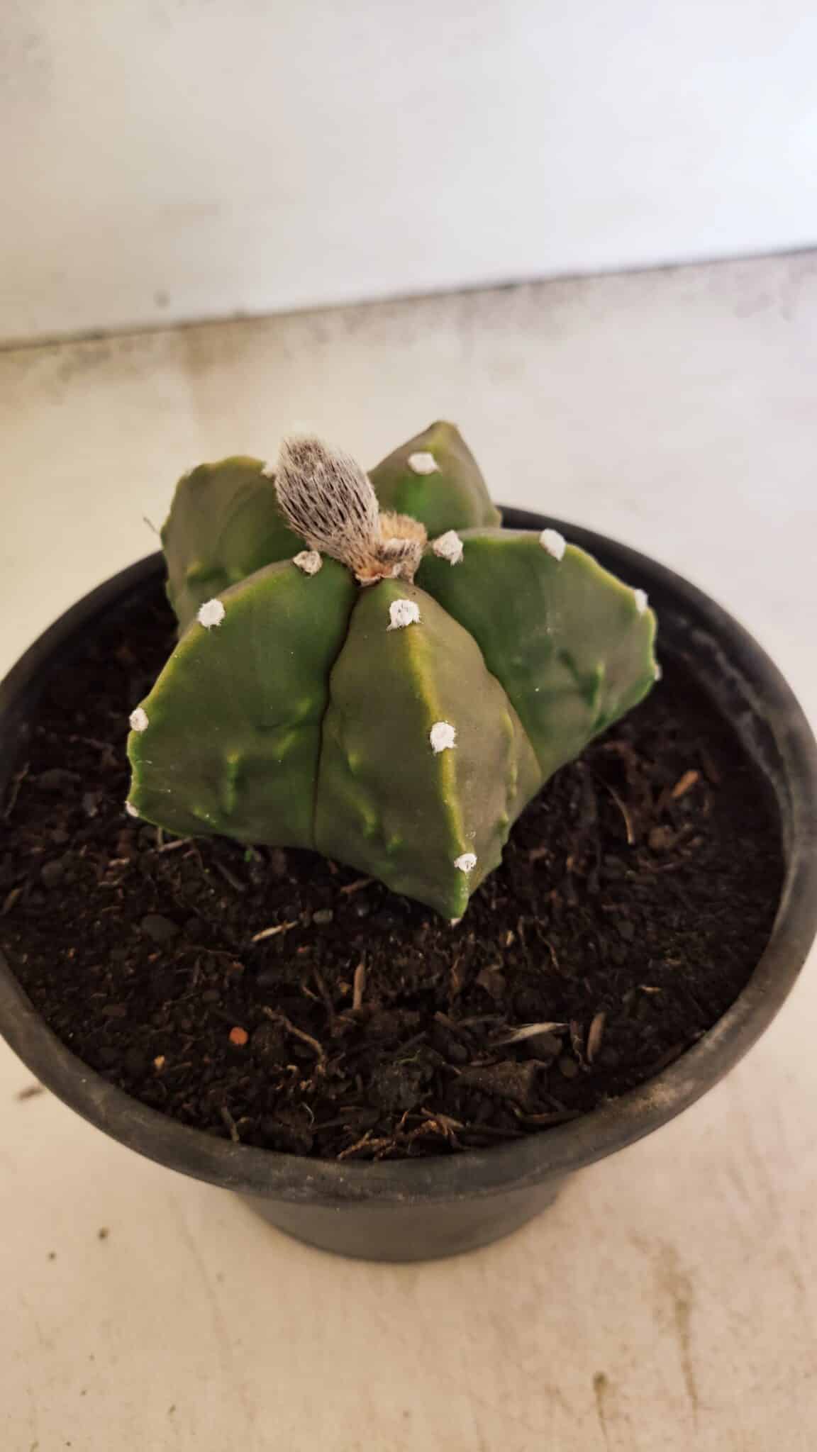 MATRIZ ASTROPHYTUM Myriostigma FUKURYU Nº 1091 – vaso 15 - foto 7