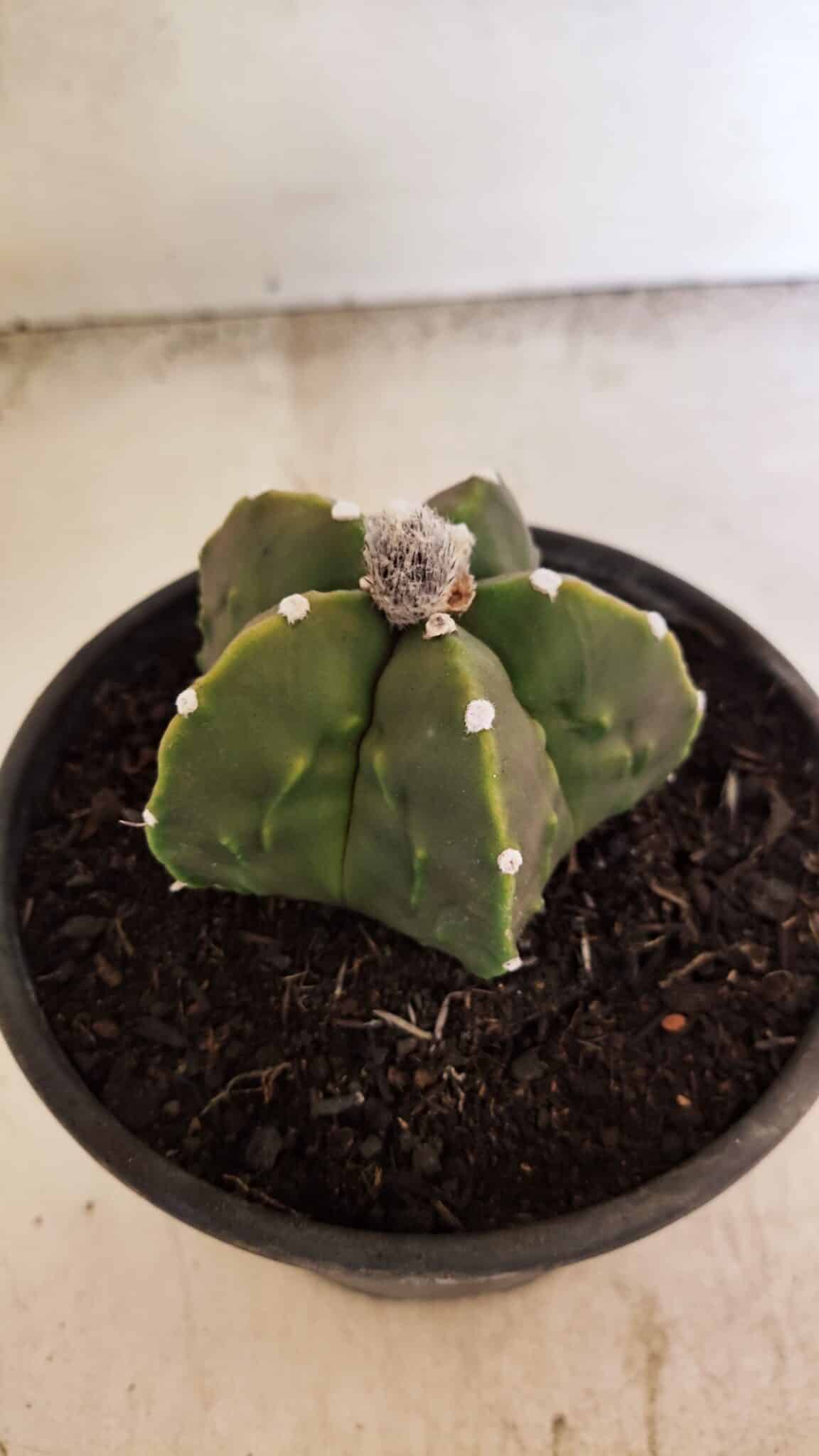 MATRIZ ASTROPHYTUM Myriostigma FUKURYU Nº 1091 – vaso 15 - foto 6