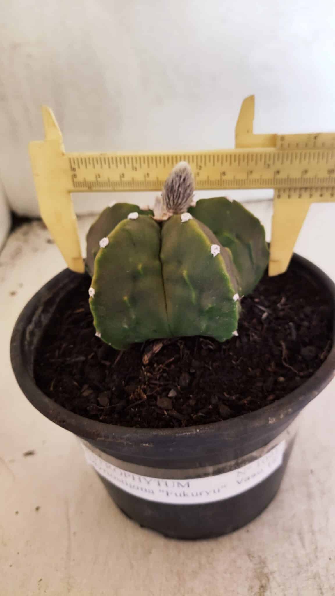 MATRIZ ASTROPHYTUM Myriostigma FUKURYU Nº 1091 – vaso 15 - foto 4