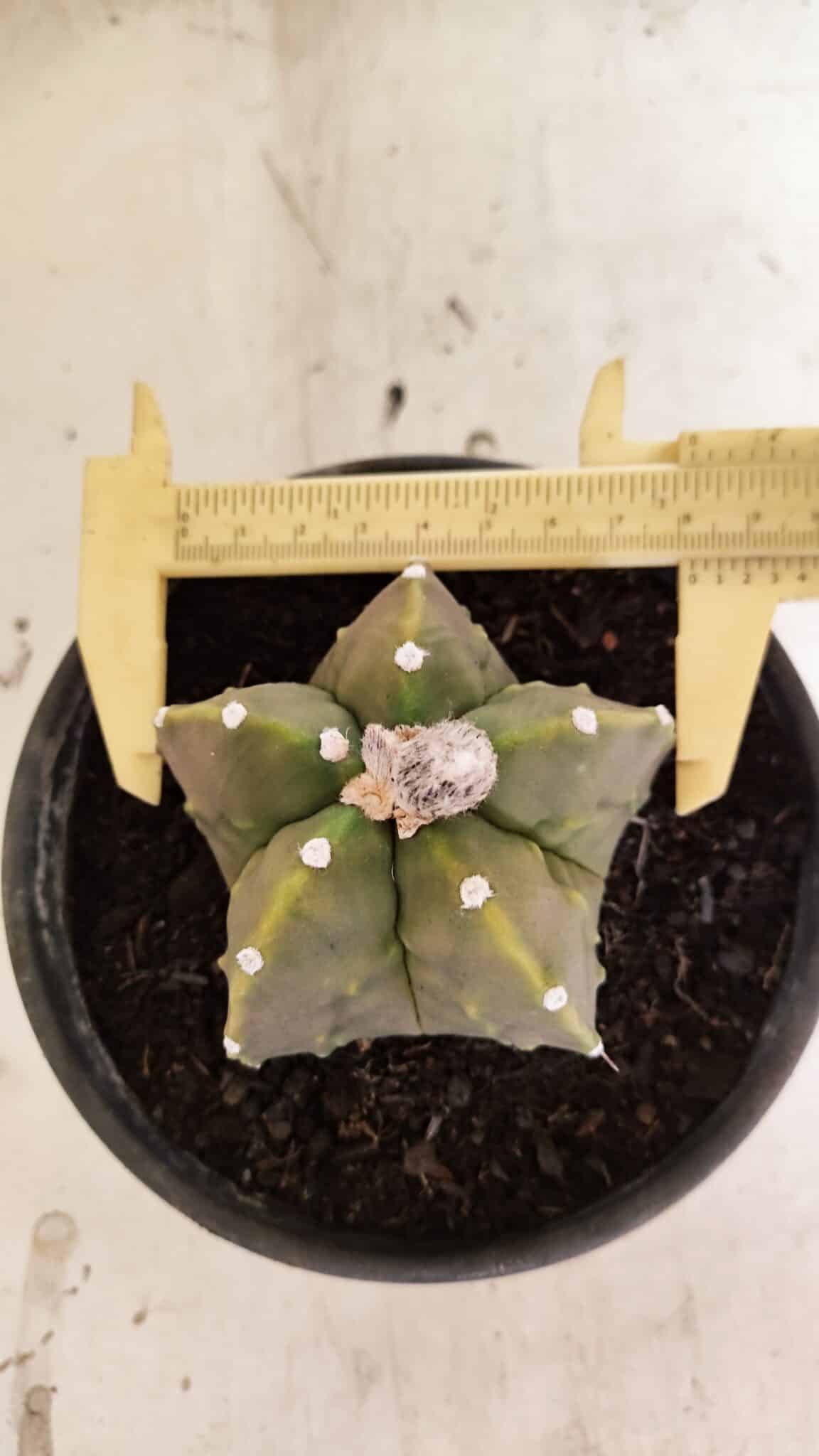 MATRIZ ASTROPHYTUM Myriostigma FUKURYU Nº 1091 – vaso 15 - foto 5