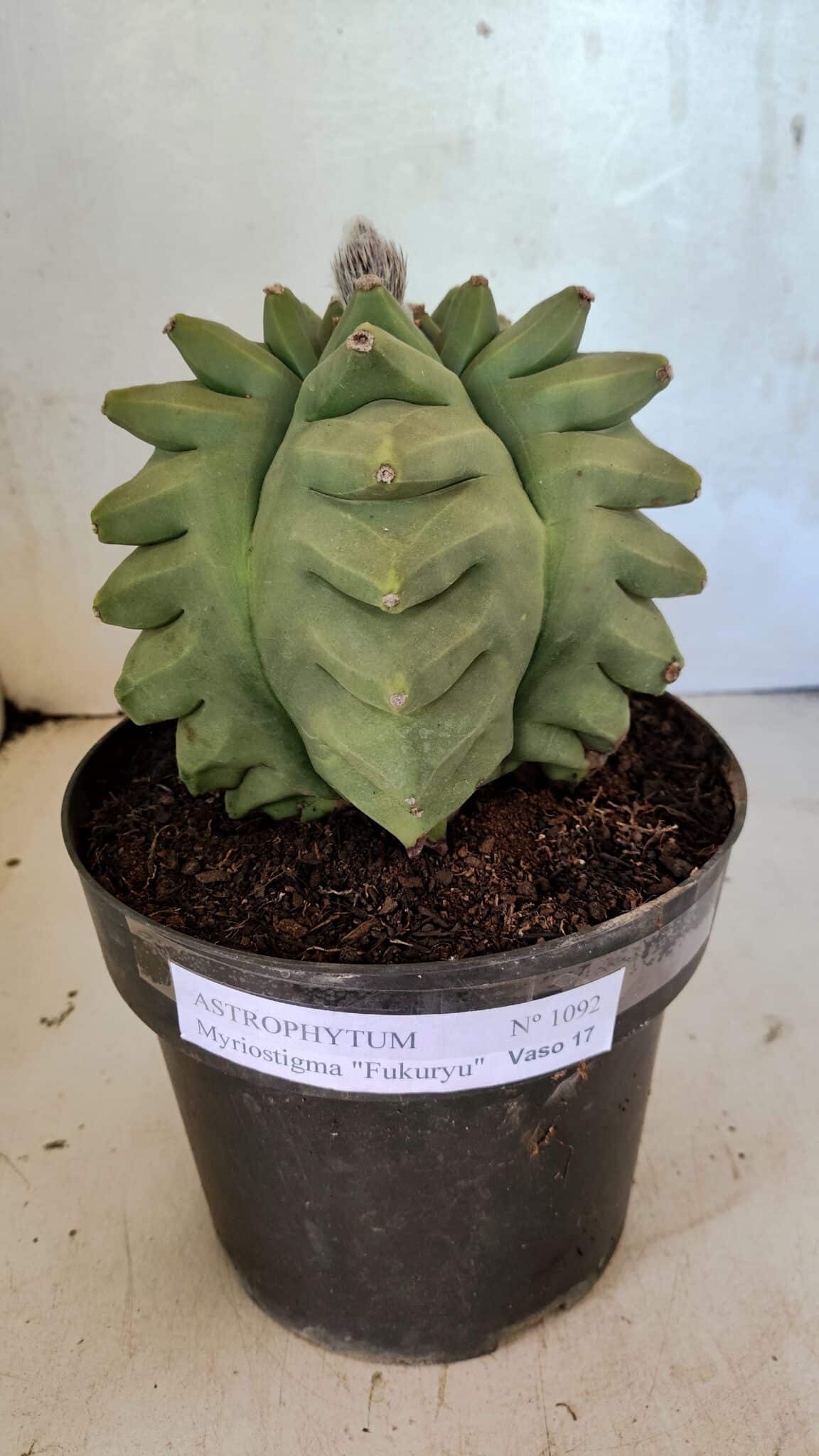 MATRIZ ASTROPHYTUM Myriostigma FUKURYU Nº 1092 – vaso 17 - foto 2