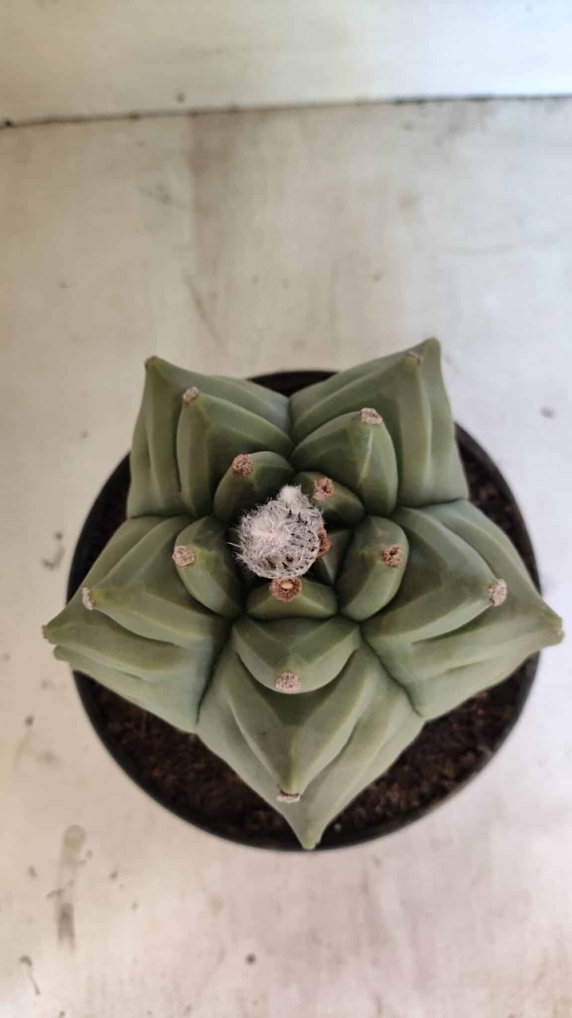 MATRIZ ASTROPHYTUM Myriostigma FUKURYU Nº 1092 – vaso 17 - foto 3