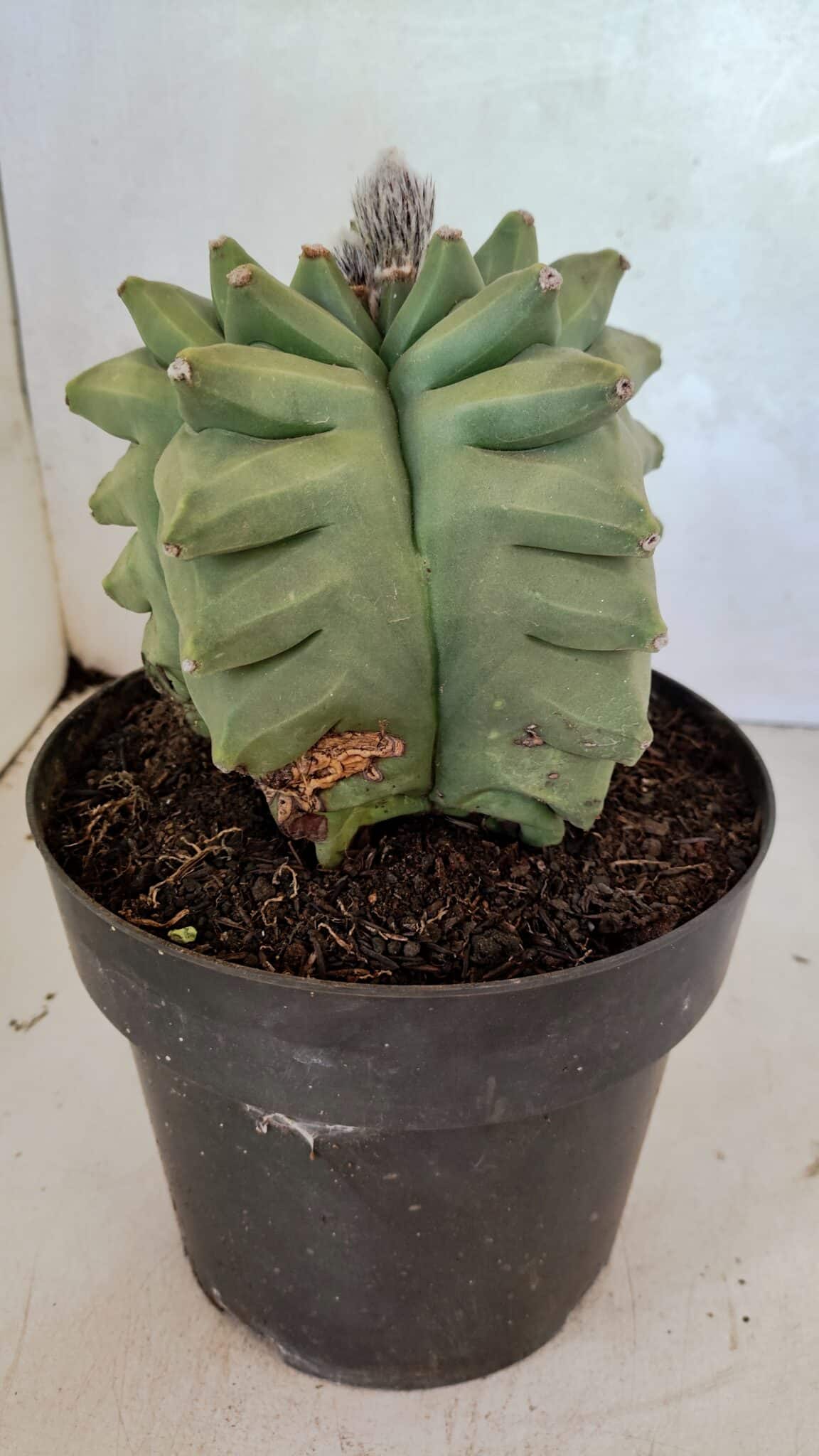 MATRIZ ASTROPHYTUM Myriostigma FUKURYU Nº 1092 – vaso 17 - foto 8