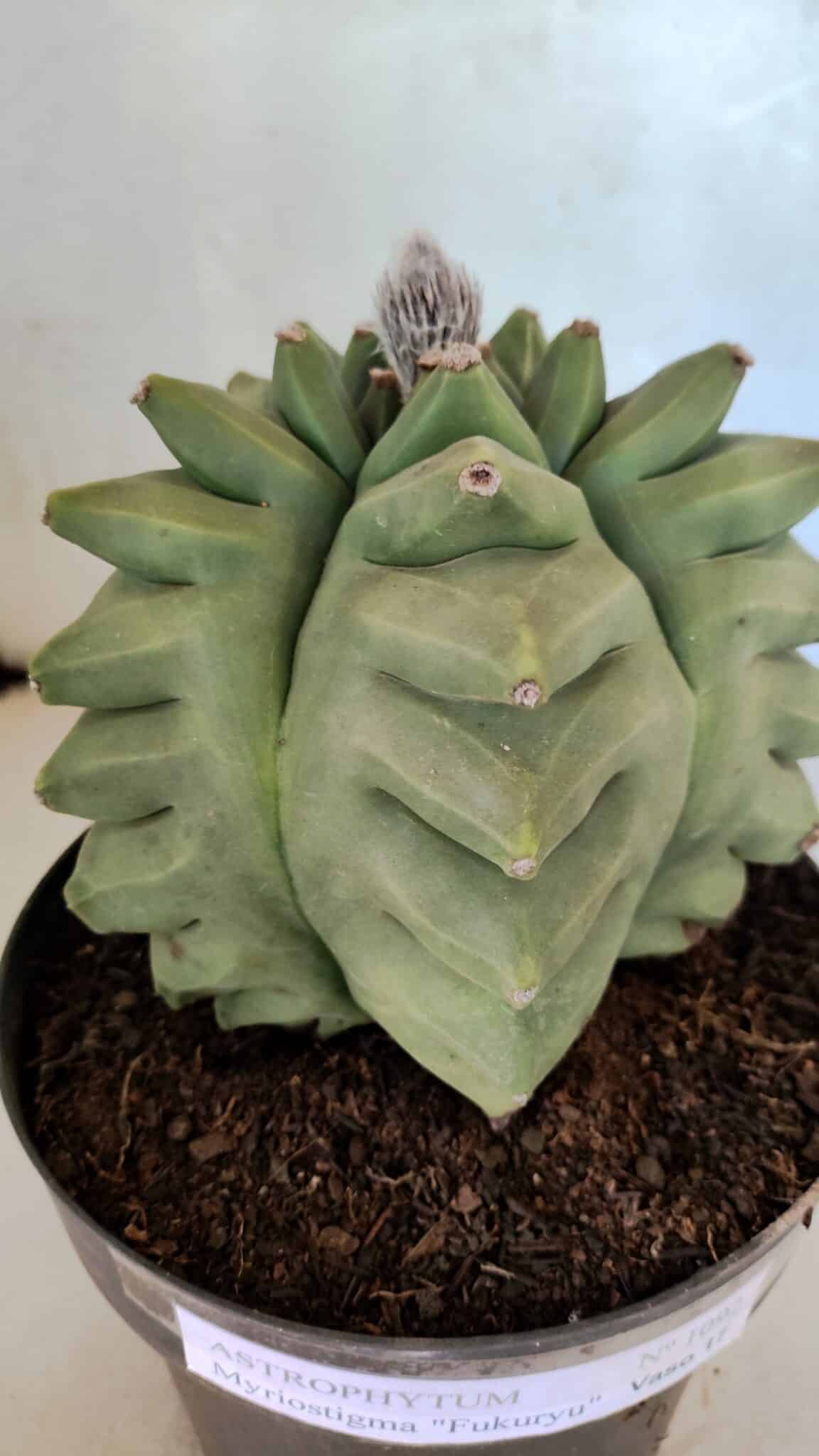 MATRIZ ASTROPHYTUM Myriostigma FUKURYU Nº 1092 – vaso 17 - foto 7