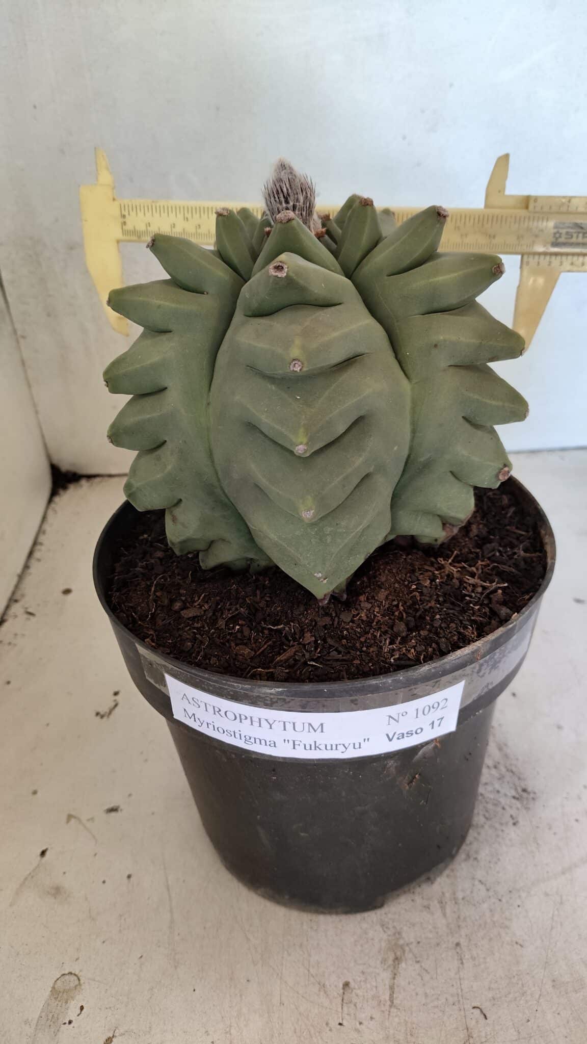 MATRIZ ASTROPHYTUM Myriostigma FUKURYU Nº 1092 – vaso 17 - foto 4