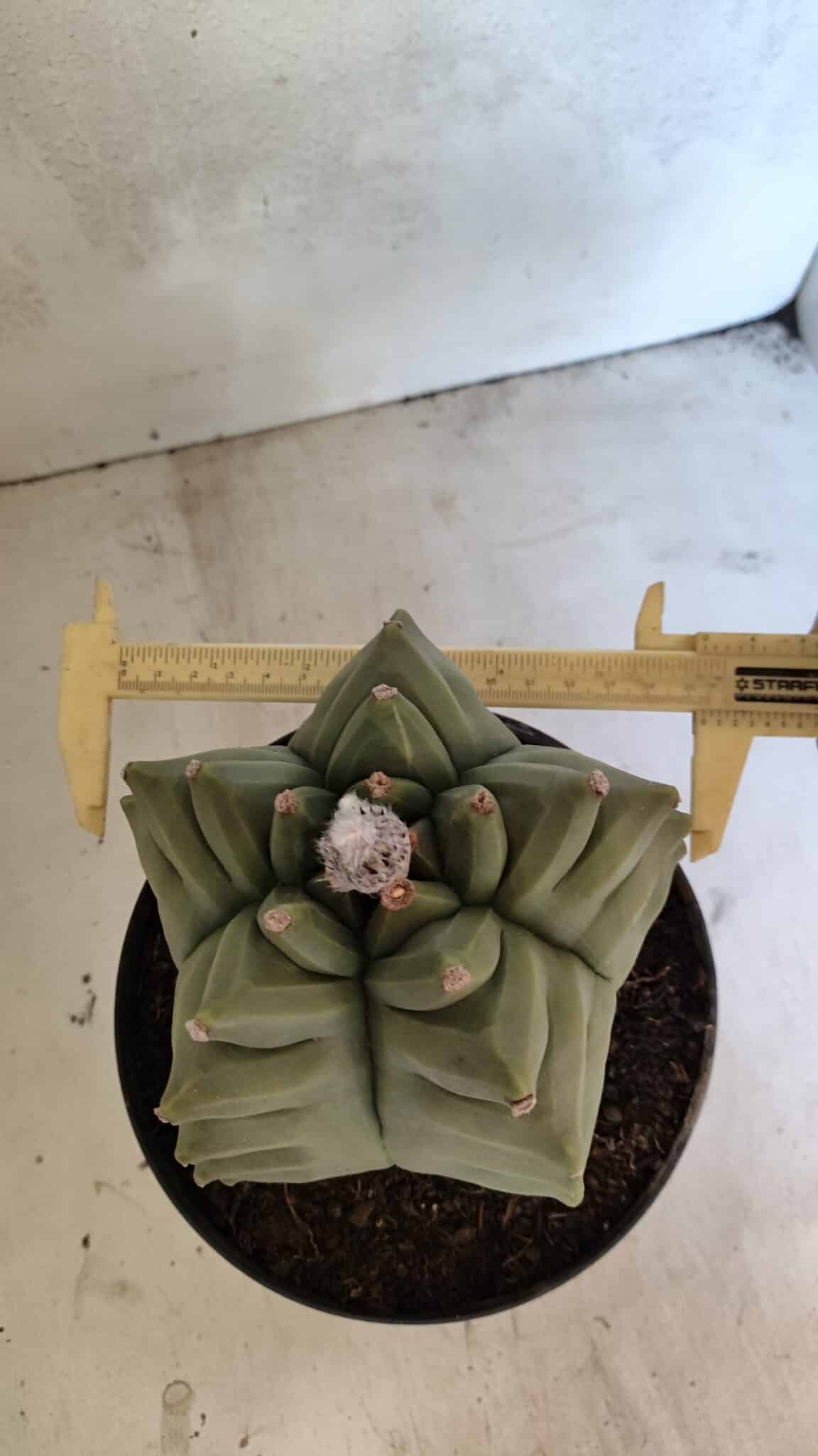 MATRIZ ASTROPHYTUM Myriostigma FUKURYU Nº 1092 – vaso 17 - foto 6