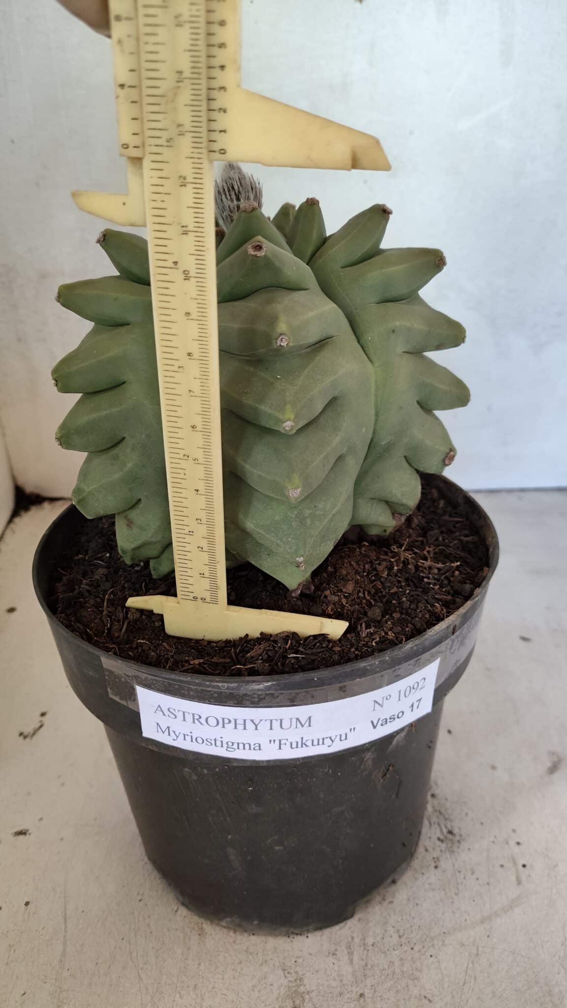 MATRIZ ASTROPHYTUM Myriostigma FUKURYU Nº 1092 – vaso 17 - foto 5