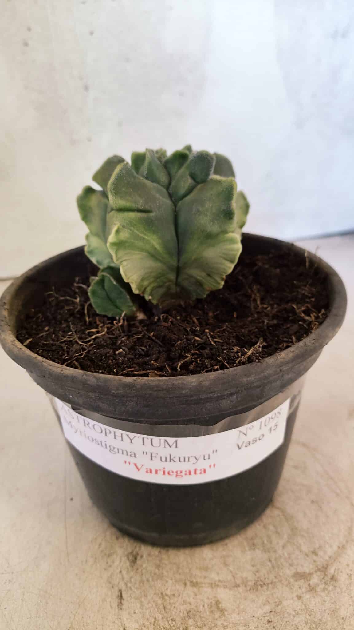 MATRIZ ASTROPHYTUM Myriostigma FUKURYU "VARIEGATA" Nº 1098 – vaso 15 - foto 2