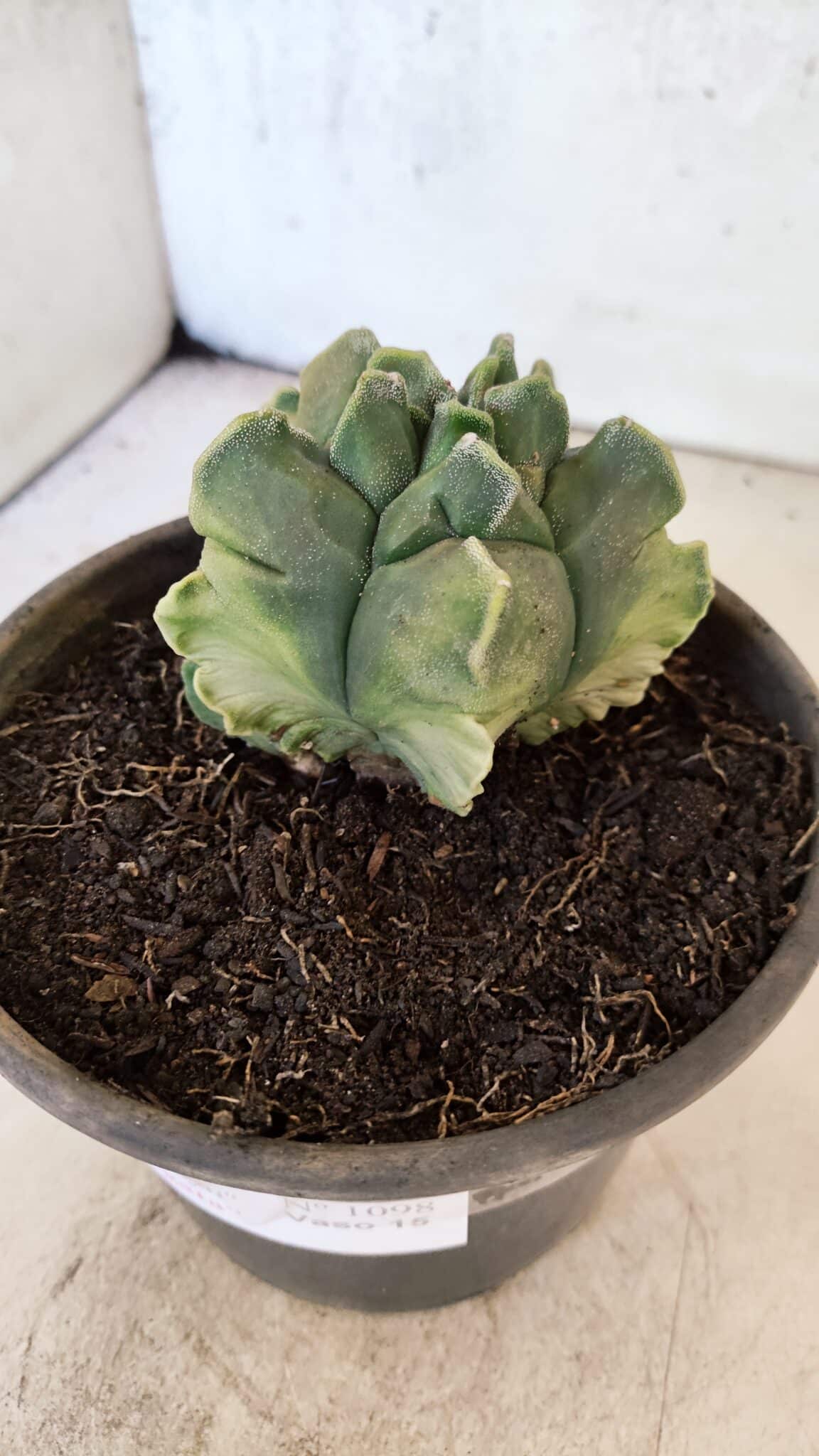 MATRIZ ASTROPHYTUM Myriostigma FUKURYU "VARIEGATA" Nº 1098 – vaso 15 - foto 9
