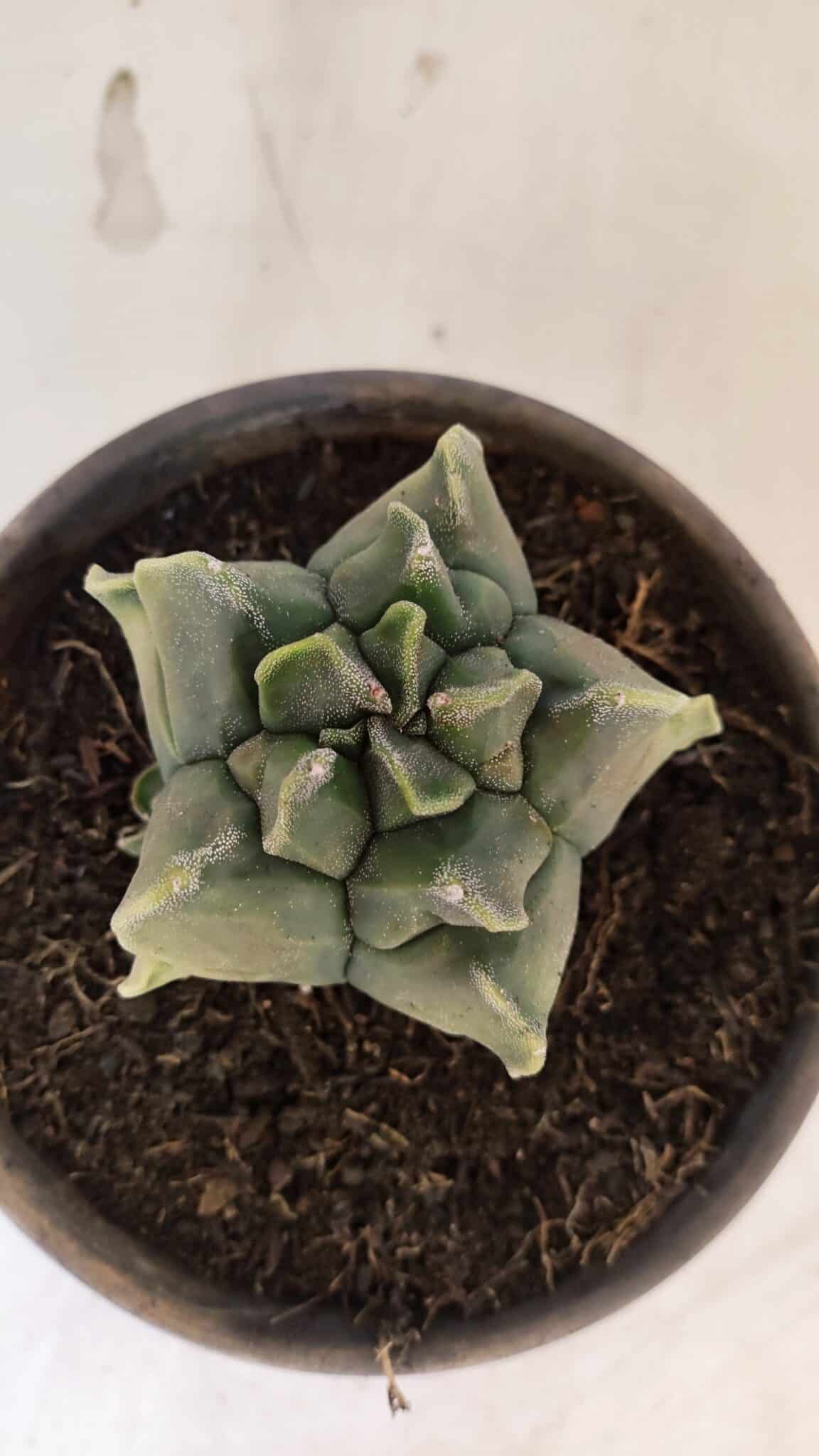 MATRIZ ASTROPHYTUM Myriostigma FUKURYU "VARIEGATA" Nº 1098 – vaso 15 - foto 3