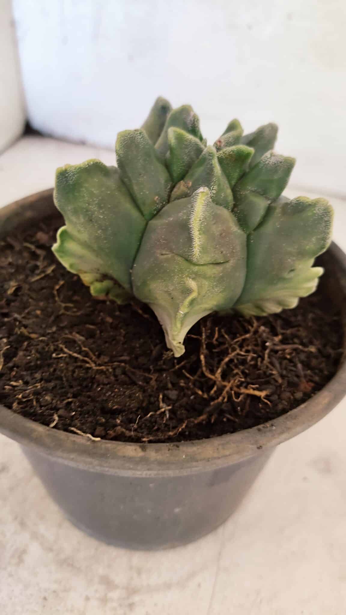 MATRIZ ASTROPHYTUM Myriostigma FUKURYU "VARIEGATA" Nº 1098 – vaso 15 - foto 8