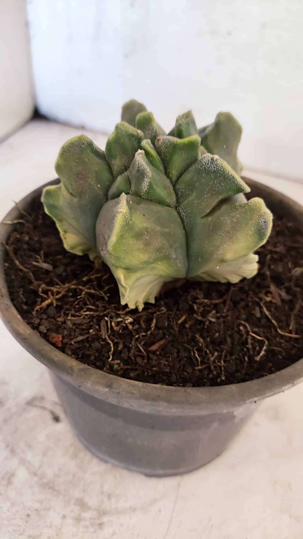 MATRIZ ASTROPHYTUM Myriostigma FUKURYU "VARIEGATA" Nº 1098 – vaso 15 - foto 7