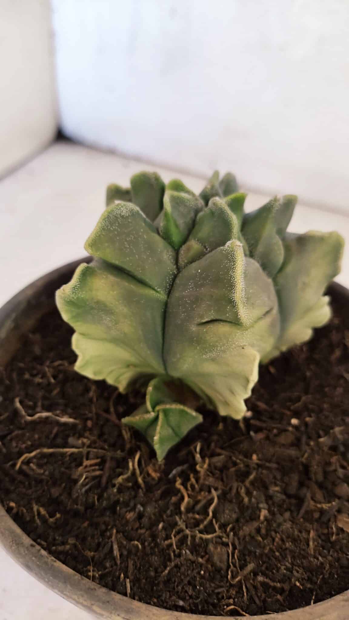 MATRIZ ASTROPHYTUM Myriostigma FUKURYU "VARIEGATA" Nº 1098 – vaso 15 - foto 6