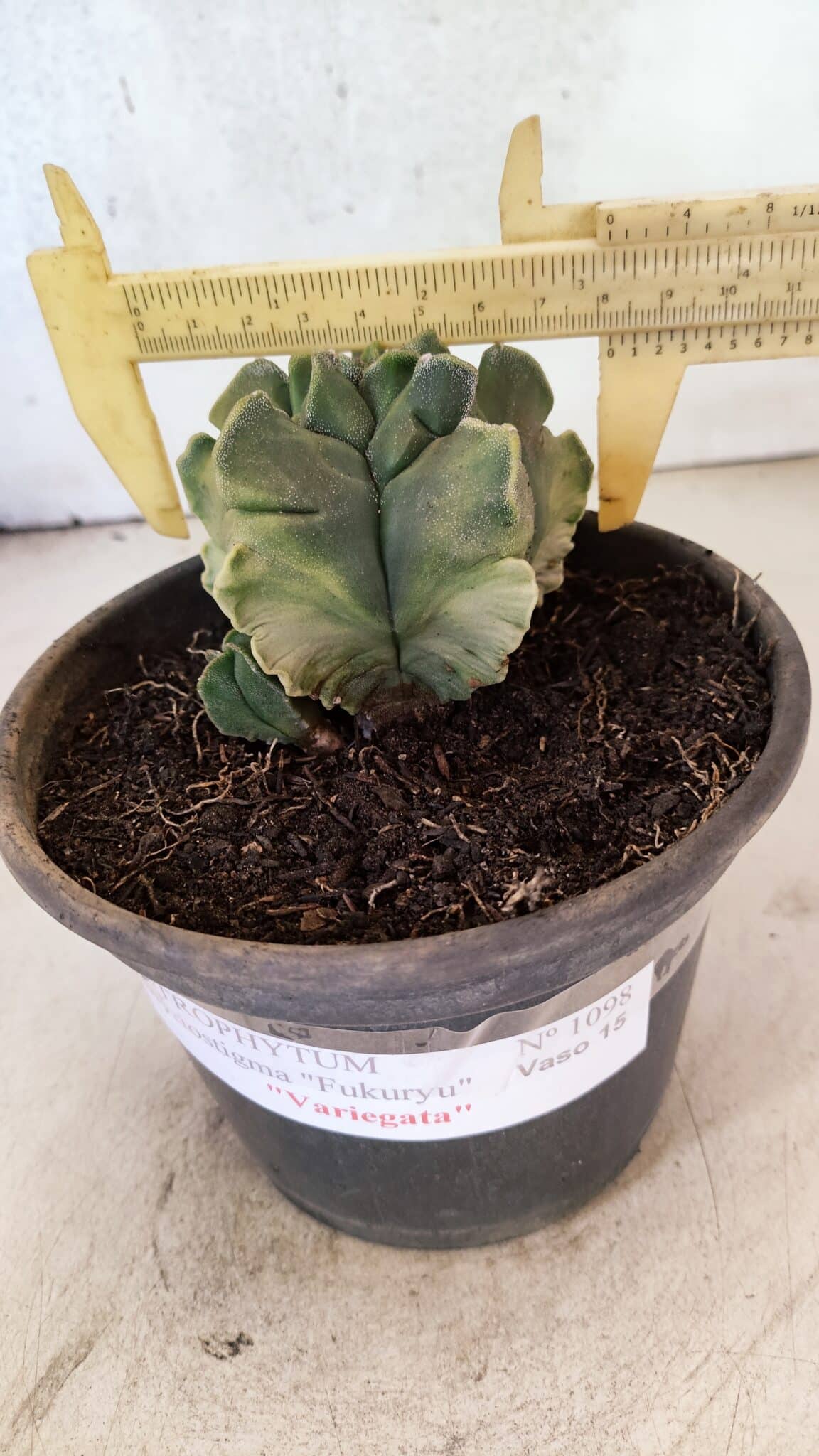 MATRIZ ASTROPHYTUM Myriostigma FUKURYU "VARIEGATA" Nº 1098 – vaso 15 - foto 4