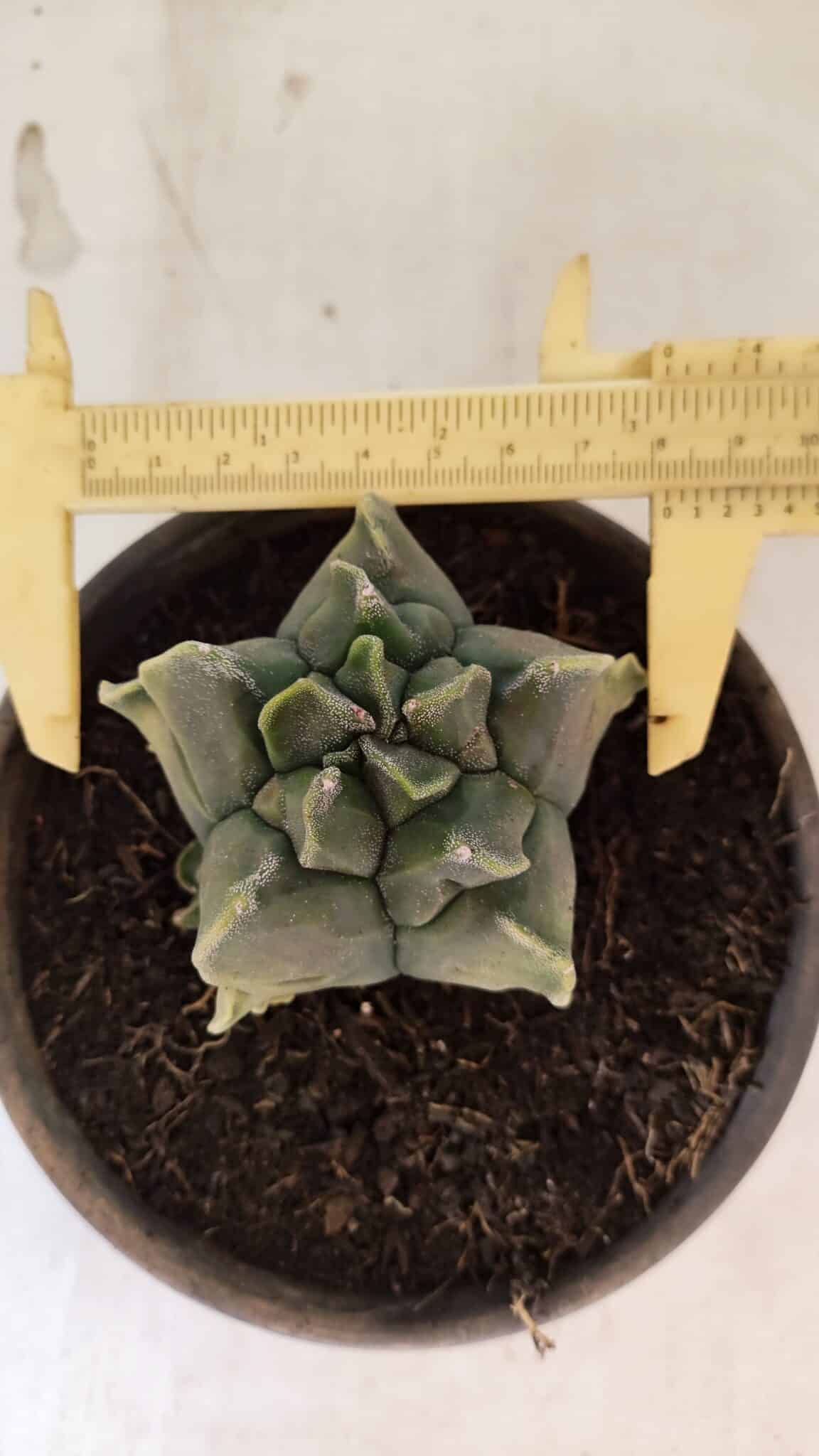 MATRIZ ASTROPHYTUM Myriostigma FUKURYU "VARIEGATA" Nº 1098 – vaso 15 - foto 5